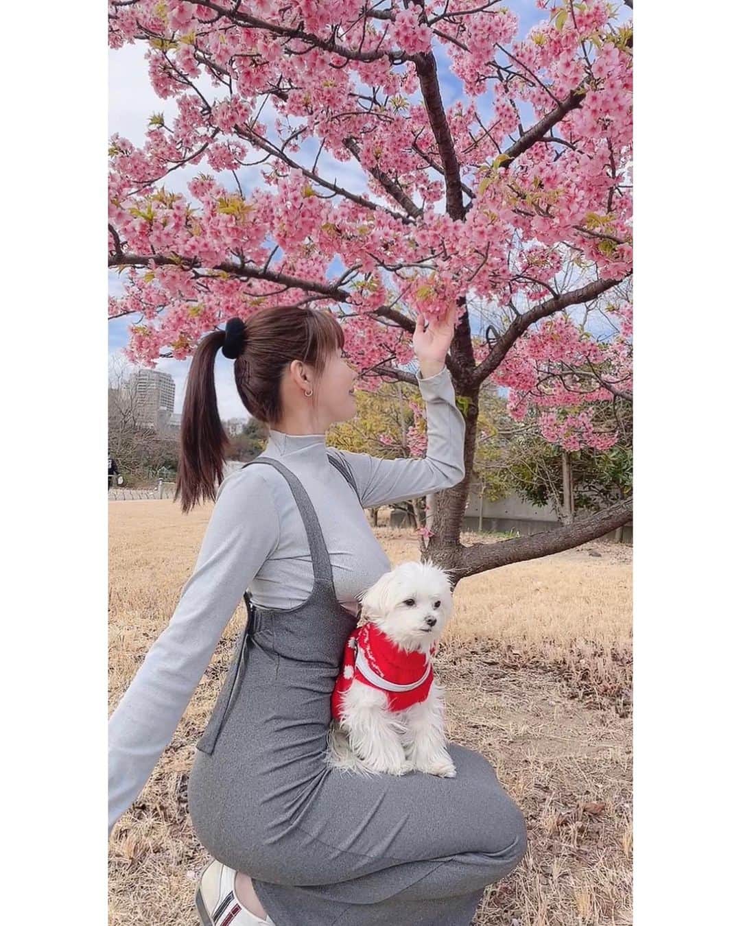 本田裕子さんのインスタグラム写真 - (本田裕子Instagram)「@rinrin_yuko  幸せな人で、優しくない人っていない。 . これは真理です。 . なぜなら、他の人の不幸の上に、自分の幸福を築き上げることは決してできないから。 . とはいえ、人は誰でも多かれ少なかれ、 ブラックな部分があります。 . だけど幸せな人は、それを素直に認めて自分と向き合ったりコントロールしたり、自分に集中し、心身の掃除をして氣の流れを良くしたりしています。 . それは自分次第でできます。 . つい、嫌いな誰かの落ち度に、やたら目が留まったり、揚げ足をとりたくなるのは、心が貧しくなっていたり自分に余裕がなくなっている合図。 . 基本的に他人にしていることは 自分にしていること。 . 自分に優しくないことをしている、ということを知らずに相手に悪いことをし続けていると、相手は幸せなものだから相手にもされず、そのまましたことが自分に戻ってくる、ということが分からないから、いつまでも不幸から抜け出せない。 . 特に今の時代、放ったことは すんごいスピードで自分に戻ってきます。   そういえば私が小学生の頃（両親の喧嘩が酷かった頃）、苛立ちと悲しみと不安の毎日で、それまで仲良くしていた二軒🏠隣だった幼馴染のN君に八つ当たり(意地悪)をしたことがありました(＞人＜;) . その後N君とはまた仲良しになり、数年前には東京に出張に来る時にも連絡もらったりもしましたが、あの時は本当ゴメンナサイ🙇🏻‍♀️ . 家の中が最悪の空気で、全然楽しくなくて 心が苦しくて不安で余裕がなく、 イライラしてるから人を攻撃する。 . そう、幸せじゃないんです。 だから他人に意地悪する。 . 幸せな人は意地悪しません。 . その後、中学生までの大反抗期の後、 自分の想いを吐き出したり 親との関係も良くなり、 自分を生きる許可を出しました。 . 自分を磨くことが楽しくて♡ . 人は誰でも変わることができます。 . 心の貧しさは、文字通り人生の貧しさになりますし、意地悪な人の人相は自然と悪くなります。 内面が怒りや欲求不満でいっぱいだからです。 . おじさんやおばさんになっても、そのような人もいますし、そういった人の中には、他人に嫌がらせをすることが生きるためのエネルギーになっている人もいます。 . それはとても哀れなことです。 . なぜなら冒頭にも書きましたが、他の人の不幸の上に自分の幸福を築き上げることは決してできないのが真理だから。 . . 最後に、どれだけ前向きに 誠実に生きていたとしても、 あなたも私も、必ず誰かに嫌われます。 . だけどそれは、その人の内面的な課題なのだから、あなたはあなたであればいい。 自分を生きていい。 . 嘘のない素直な心、NOという勇気、温もり、感謝の気持ちを忘れずにいたいと私は思う。 . 愛ダダ漏れな人って強い。 そして、本当に強い人って本当に優しい。 . イキる必要も 虚勢を張る必要もないからね。 . 強さは人を攻撃するためのものではなく、 人を守るためのものだとつくづく感じる。 . 桜がきれいだね 可愛い菜の花だね 風が気持ちいいよ〜 月がきれいだね 夕焼けがすごいわ〜♡ これ、美味しいね！ . ↑こんなことを言い合えて微笑み合える。 . そんなことで幸せになれるのに。 . . ということで、 今日の写真は🌸☀️🌼( ◠‿◠ )🐶 . あれ？👀 最後の写真、舌が出てるよ👅笑♡ . …… #幸せな人 #意地悪しない #不幸な人 #真理 #自分と向き合う #内観 #心の掃除 #氣の流れ #余裕 #合図 #心の貧しさ #人相 #顔つきに出る #揚げ足取る人 #心理 #素直な心 #素直な人 #強い人は優しい #桜とワンコ #2023春 #自分を生きる #微笑み合う#沈丁花 #菜の花 #本田裕子」3月15日 22時54分 - rinrin_yuko