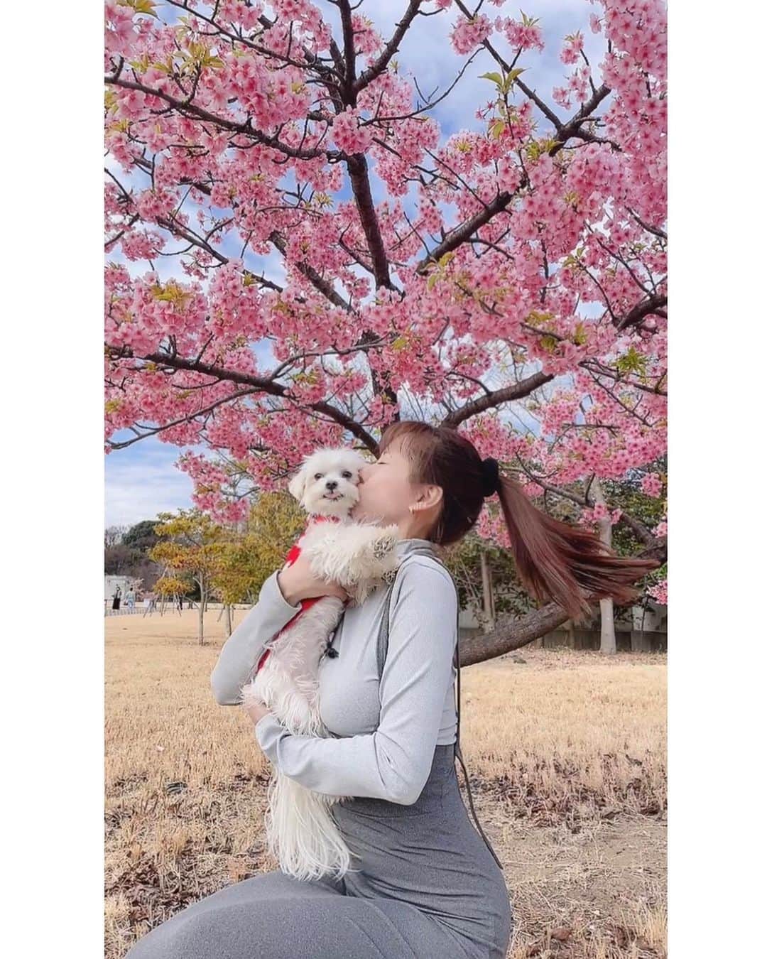 本田裕子さんのインスタグラム写真 - (本田裕子Instagram)「@rinrin_yuko  幸せな人で、優しくない人っていない。 . これは真理です。 . なぜなら、他の人の不幸の上に、自分の幸福を築き上げることは決してできないから。 . とはいえ、人は誰でも多かれ少なかれ、 ブラックな部分があります。 . だけど幸せな人は、それを素直に認めて自分と向き合ったりコントロールしたり、自分に集中し、心身の掃除をして氣の流れを良くしたりしています。 . それは自分次第でできます。 . つい、嫌いな誰かの落ち度に、やたら目が留まったり、揚げ足をとりたくなるのは、心が貧しくなっていたり自分に余裕がなくなっている合図。 . 基本的に他人にしていることは 自分にしていること。 . 自分に優しくないことをしている、ということを知らずに相手に悪いことをし続けていると、相手は幸せなものだから相手にもされず、そのまましたことが自分に戻ってくる、ということが分からないから、いつまでも不幸から抜け出せない。 . 特に今の時代、放ったことは すんごいスピードで自分に戻ってきます。   そういえば私が小学生の頃（両親の喧嘩が酷かった頃）、苛立ちと悲しみと不安の毎日で、それまで仲良くしていた二軒🏠隣だった幼馴染のN君に八つ当たり(意地悪)をしたことがありました(＞人＜;) . その後N君とはまた仲良しになり、数年前には東京に出張に来る時にも連絡もらったりもしましたが、あの時は本当ゴメンナサイ🙇🏻‍♀️ . 家の中が最悪の空気で、全然楽しくなくて 心が苦しくて不安で余裕がなく、 イライラしてるから人を攻撃する。 . そう、幸せじゃないんです。 だから他人に意地悪する。 . 幸せな人は意地悪しません。 . その後、中学生までの大反抗期の後、 自分の想いを吐き出したり 親との関係も良くなり、 自分を生きる許可を出しました。 . 自分を磨くことが楽しくて♡ . 人は誰でも変わることができます。 . 心の貧しさは、文字通り人生の貧しさになりますし、意地悪な人の人相は自然と悪くなります。 内面が怒りや欲求不満でいっぱいだからです。 . おじさんやおばさんになっても、そのような人もいますし、そういった人の中には、他人に嫌がらせをすることが生きるためのエネルギーになっている人もいます。 . それはとても哀れなことです。 . なぜなら冒頭にも書きましたが、他の人の不幸の上に自分の幸福を築き上げることは決してできないのが真理だから。 . . 最後に、どれだけ前向きに 誠実に生きていたとしても、 あなたも私も、必ず誰かに嫌われます。 . だけどそれは、その人の内面的な課題なのだから、あなたはあなたであればいい。 自分を生きていい。 . 嘘のない素直な心、NOという勇気、温もり、感謝の気持ちを忘れずにいたいと私は思う。 . 愛ダダ漏れな人って強い。 そして、本当に強い人って本当に優しい。 . イキる必要も 虚勢を張る必要もないからね。 . 強さは人を攻撃するためのものではなく、 人を守るためのものだとつくづく感じる。 . 桜がきれいだね 可愛い菜の花だね 風が気持ちいいよ〜 月がきれいだね 夕焼けがすごいわ〜♡ これ、美味しいね！ . ↑こんなことを言い合えて微笑み合える。 . そんなことで幸せになれるのに。 . . ということで、 今日の写真は🌸☀️🌼( ◠‿◠ )🐶 . あれ？👀 最後の写真、舌が出てるよ👅笑♡ . …… #幸せな人 #意地悪しない #不幸な人 #真理 #自分と向き合う #内観 #心の掃除 #氣の流れ #余裕 #合図 #心の貧しさ #人相 #顔つきに出る #揚げ足取る人 #心理 #素直な心 #素直な人 #強い人は優しい #桜とワンコ #2023春 #自分を生きる #微笑み合う#沈丁花 #菜の花 #本田裕子」3月15日 22時54分 - rinrin_yuko