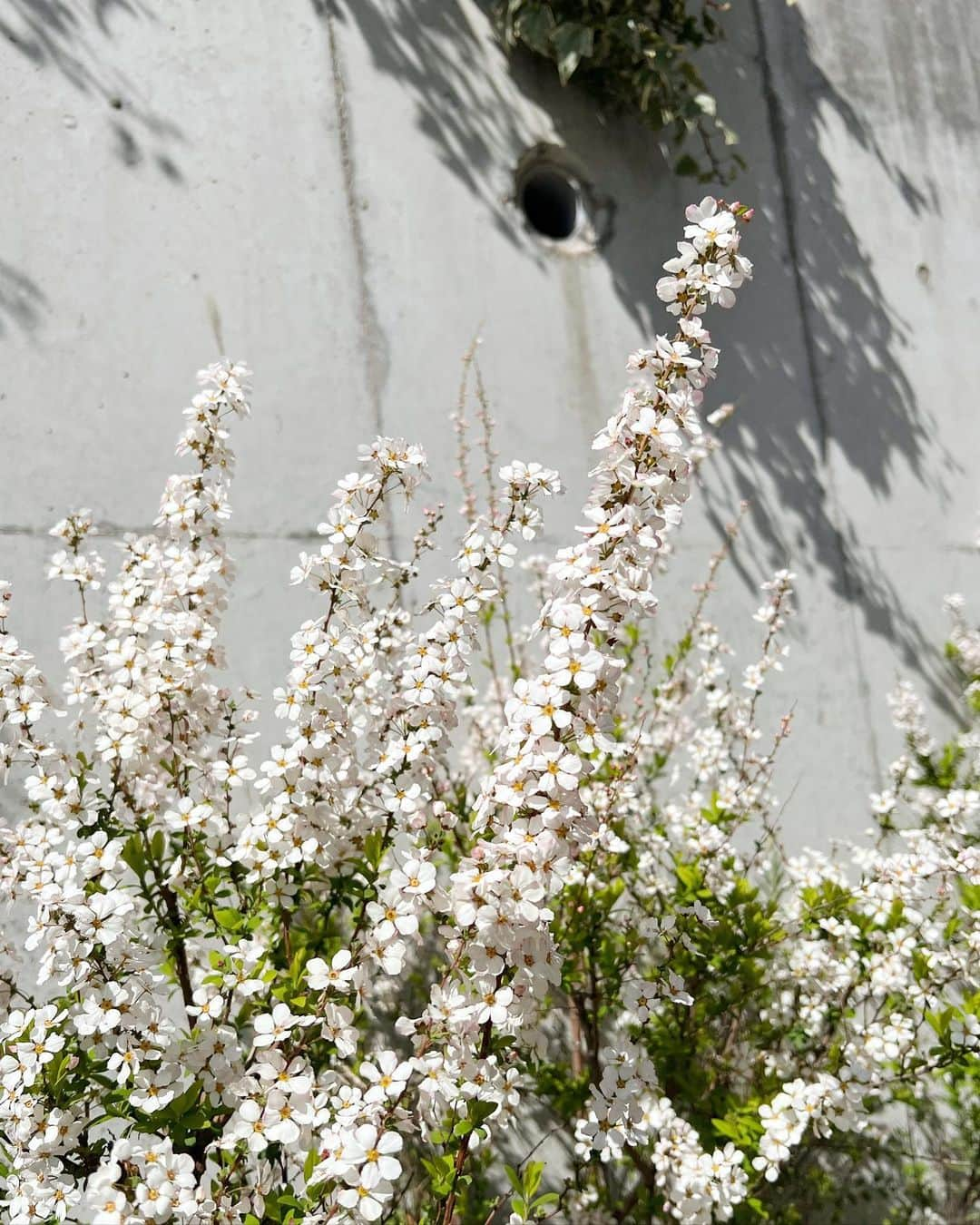 山川 二千翔さんのインスタグラム写真 - (山川 二千翔Instagram)「お花沢山咲いてきたね🌼」3月15日 15時20分 - nichika_yamakawa_official