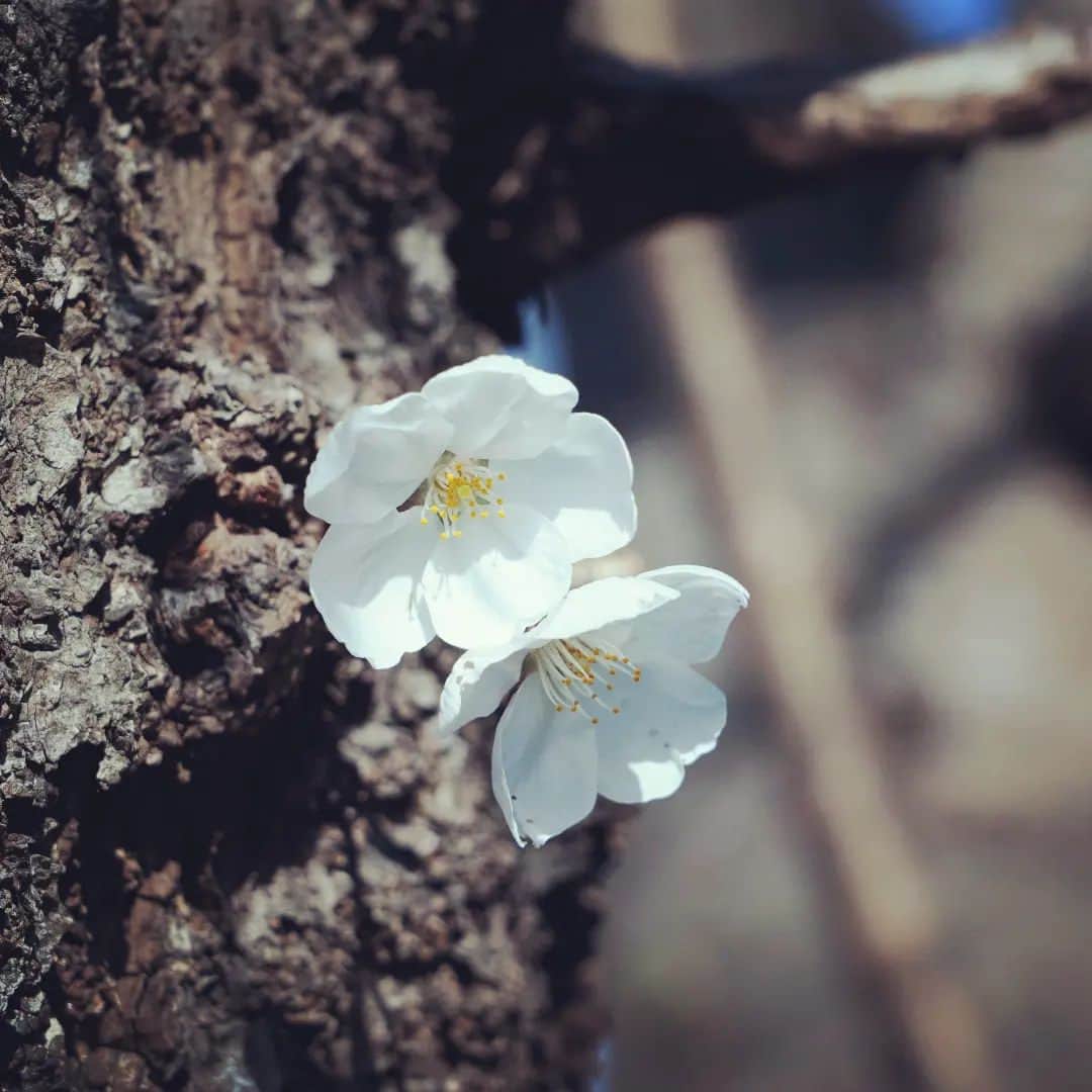 よみうりランドさんのインスタグラム写真 - (よみうりランドInstagram)「🌸開花宣言🌸 よみうりランド遊園地の桜が開花しました！  ※明日3/16(木)は休園日です。営業日は公式サイトをご確認ください。  #よみうりランド #よみうりランド桜情報 #桜 #開花宣言 #開花宣言🌸 #桜🌸 #開花 #開花状況 #開花情報 #yomiuriland #amusementpark #tokyo #japan #cherryblossom #sakura」3月15日 16時09分 - yomiuriland