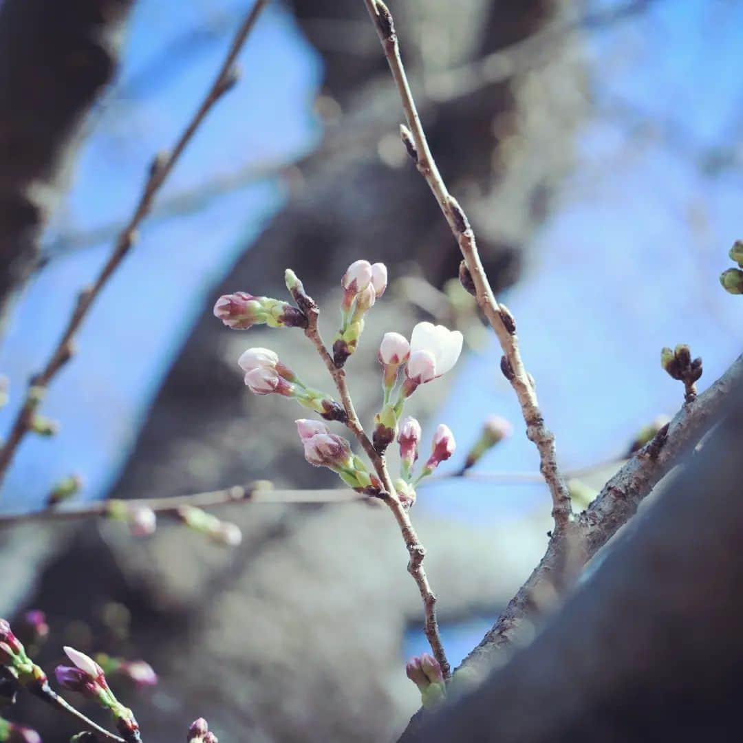 よみうりランドさんのインスタグラム写真 - (よみうりランドInstagram)「🌸開花宣言🌸 よみうりランド遊園地の桜が開花しました！  ※明日3/16(木)は休園日です。営業日は公式サイトをご確認ください。  #よみうりランド #よみうりランド桜情報 #桜 #開花宣言 #開花宣言🌸 #桜🌸 #開花 #開花状況 #開花情報 #yomiuriland #amusementpark #tokyo #japan #cherryblossom #sakura」3月15日 16時09分 - yomiuriland