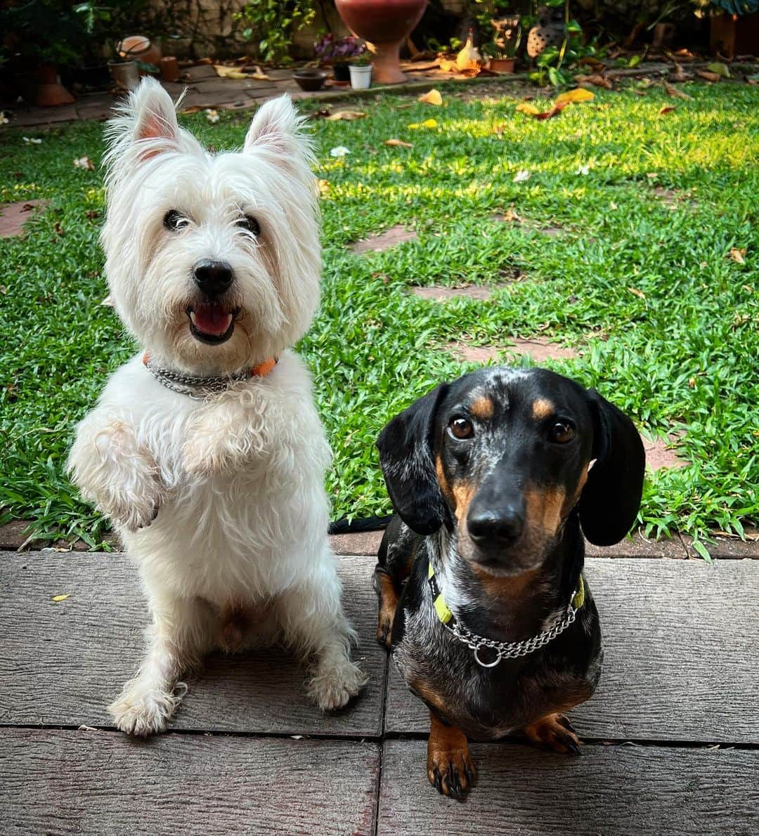 Hoykong&Plamuekのインスタグラム：「Focus Focus. We need the treats, Mommy 💕   #dachshundofinstagram #doxiesofinstagram  #kg_doxie #คั่วกลิ้งไส้กรอก #ปลาหมึกคั่วกลิ้ง #dachshund #kuaglingdoxie #dogstagram #westiegram #plamuek_westies」