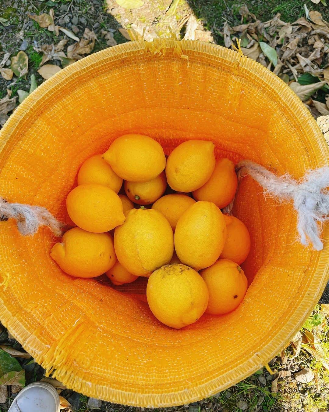 大森万梨乃さんのインスタグラム写真 - (大森万梨乃Instagram)「ㅤㅤㅤ ㅤㅤㅤ 先月 #日本平ソーラーレモン の収穫に🍋🍋 ㅤㅤㅤ くさデカでも推薦させていただいた #麺屋ARIGA さんの #レモンペッパーラーメン に この日本平ソーラーレモンが使われています☺️🌟 ㅤㅤㅤㅤㅤㅤㅤㅤㅤ １、２月が収穫の最盛期だそうで つやつやで大きなレモンがたくさん育っていました！ ㅤㅤㅤ あまりの綺麗さ、大きさ、そして美味しさにビックリ🫢 レモンシロップにしたら最高に美味しかったー！！！！ ㅤㅤㅤ @shimizulemonya.biz  ありがとうございました〜🍋🍋 ㅤㅤㅤ」3月15日 16時31分 - marino_omori