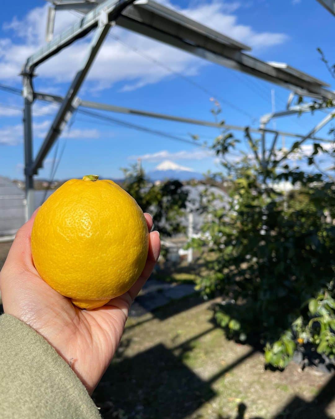 大森万梨乃さんのインスタグラム写真 - (大森万梨乃Instagram)「ㅤㅤㅤ ㅤㅤㅤ 先月 #日本平ソーラーレモン の収穫に🍋🍋 ㅤㅤㅤ くさデカでも推薦させていただいた #麺屋ARIGA さんの #レモンペッパーラーメン に この日本平ソーラーレモンが使われています☺️🌟 ㅤㅤㅤㅤㅤㅤㅤㅤㅤ １、２月が収穫の最盛期だそうで つやつやで大きなレモンがたくさん育っていました！ ㅤㅤㅤ あまりの綺麗さ、大きさ、そして美味しさにビックリ🫢 レモンシロップにしたら最高に美味しかったー！！！！ ㅤㅤㅤ @shimizulemonya.biz  ありがとうございました〜🍋🍋 ㅤㅤㅤ」3月15日 16時31分 - marino_omori