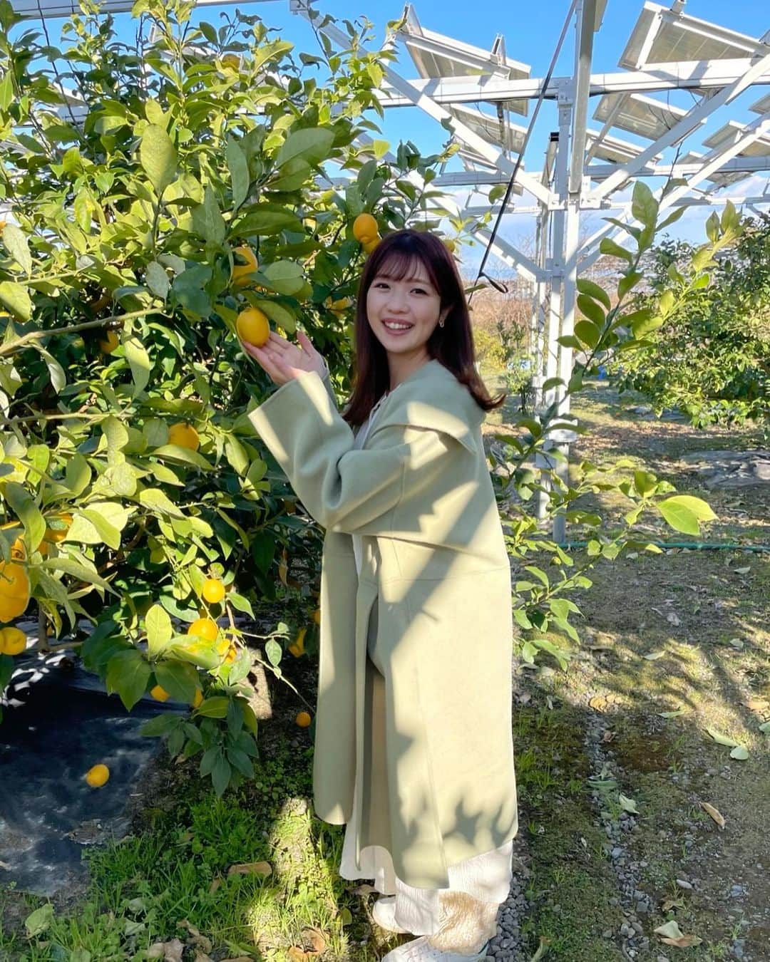 大森万梨乃のインスタグラム：「ㅤㅤㅤ ㅤㅤㅤ 先月 #日本平ソーラーレモン の収穫に🍋🍋 ㅤㅤㅤ くさデカでも推薦させていただいた #麺屋ARIGA さんの #レモンペッパーラーメン に この日本平ソーラーレモンが使われています☺️🌟 ㅤㅤㅤㅤㅤㅤㅤㅤㅤ １、２月が収穫の最盛期だそうで つやつやで大きなレモンがたくさん育っていました！ ㅤㅤㅤ あまりの綺麗さ、大きさ、そして美味しさにビックリ🫢 レモンシロップにしたら最高に美味しかったー！！！！ ㅤㅤㅤ @shimizulemonya.biz  ありがとうございました〜🍋🍋 ㅤㅤㅤ」