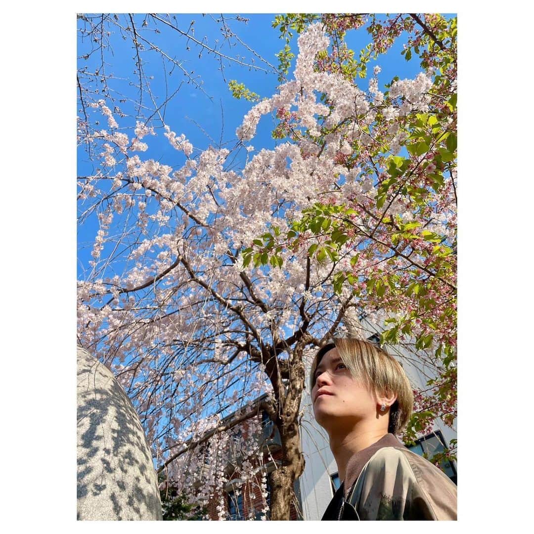 HRK（ハル）さんのインスタグラム写真 - (HRK（ハル）Instagram)「東京開花発表されたと聞いたので見てみたら結構咲き始めてた🌸  枝垂れ桜がめっちゃ綺麗やったー😄  #japan #tokyo #cherryblossom #桜 #枝垂れ桜 #HARU #大堀治樹 #ハルスタグラム」3月15日 16時36分 - hrkharu