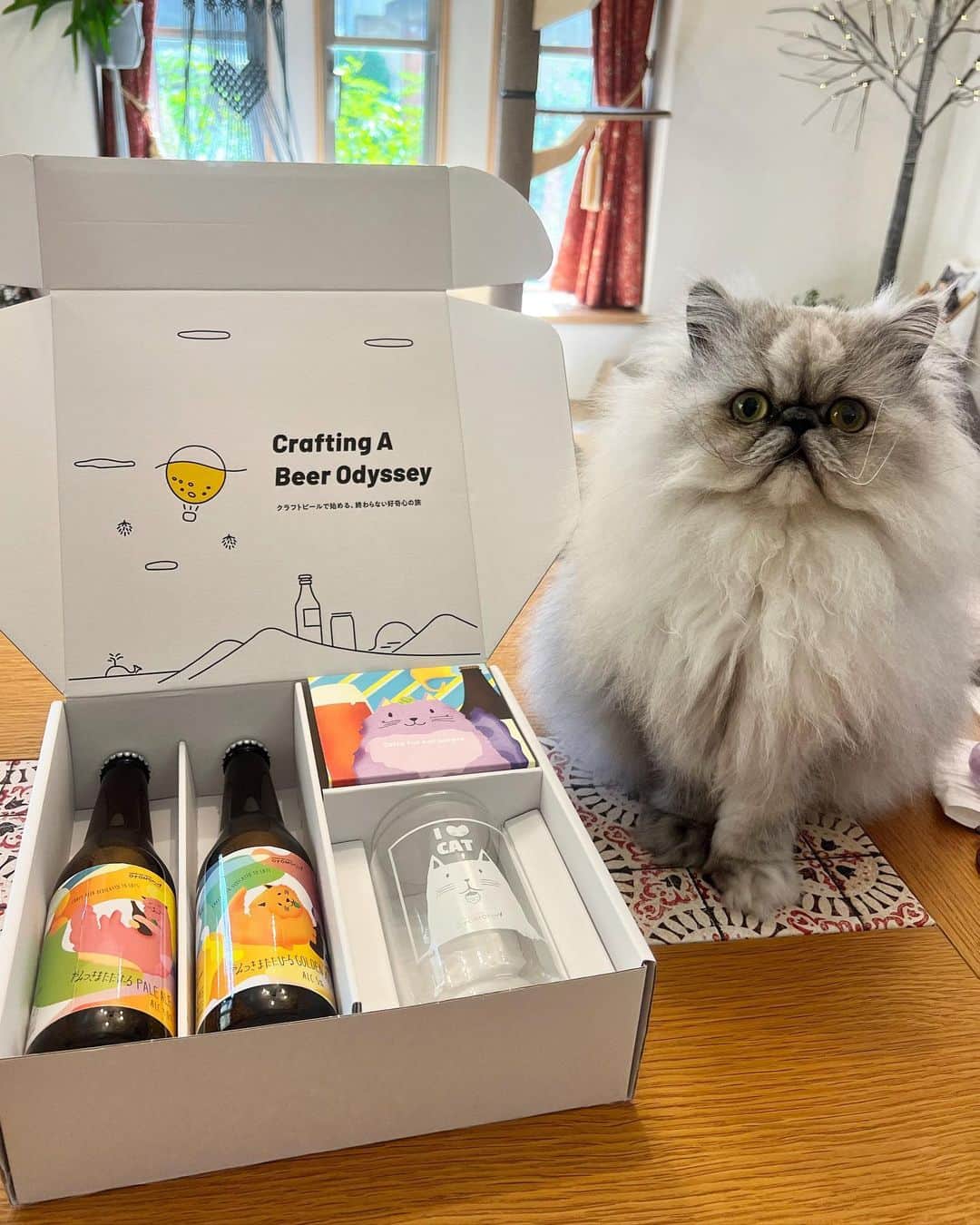 しるこのインスタグラム：「猫ラベルのクラフトビールのご紹介ですにゃ😽  猫好きのお友達へのプレゼントにも良いですね🍺😚 数量限定で残りわずかみたいなので気になる方は ストーリーのハイライトからチェックしてみてね♡  セットのビアグラスは大きめなので花瓶にも使えそうです☺️  ■ セット内容 ■  ・やみつきまたたびーる PALE ALE ・やみつきまたたびーる GOLDEN ALE  ・猫イラストオリジナルビア缶グラス（容量 473cc）  #クラフトビール #ねこビールセット #オトモニ #オトモにゃんセット #猫とビール @otom0ni #pr」