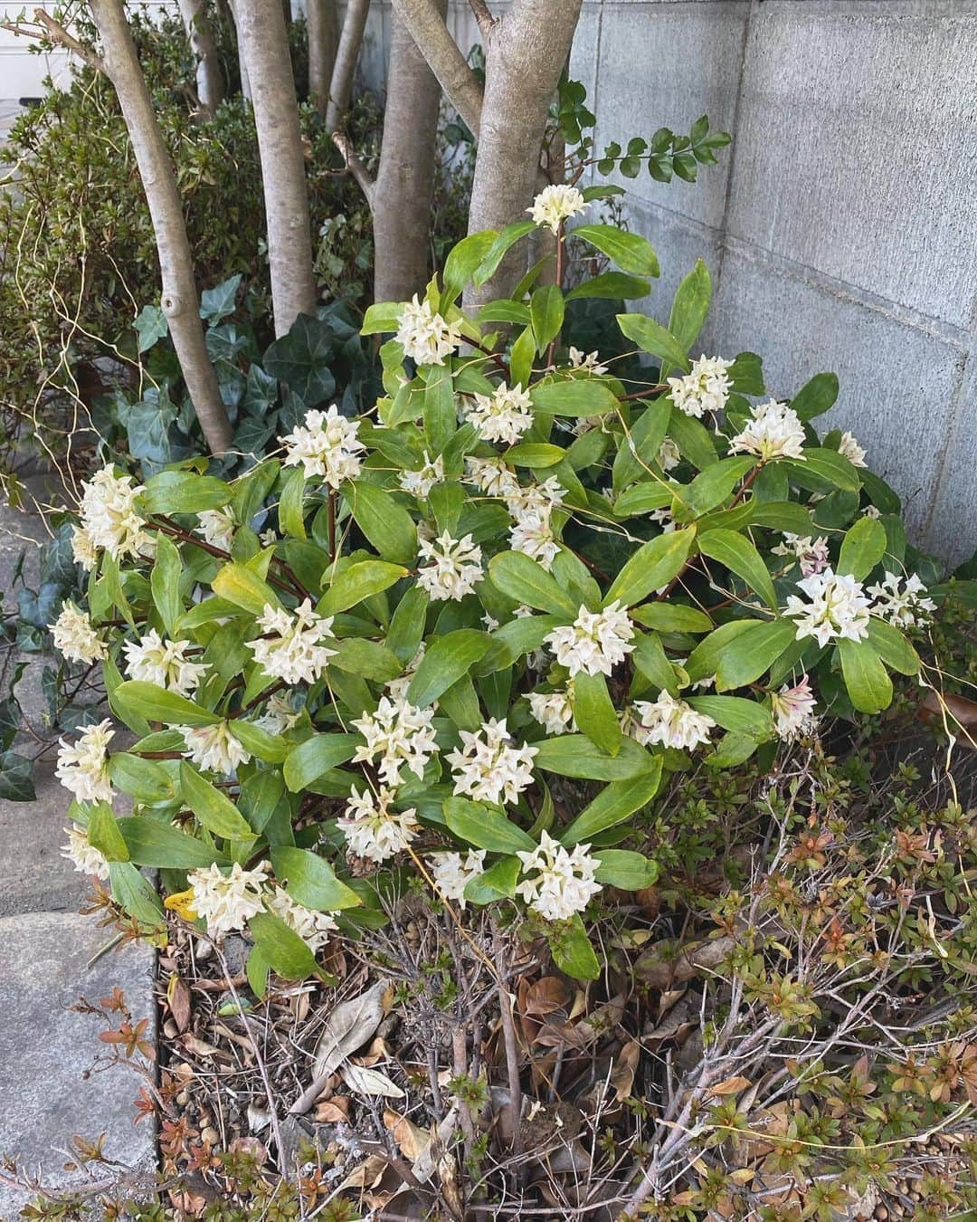 秦まり子さんのインスタグラム写真 - (秦まり子Instagram)「今日の私服♥︎ 沈丁花がそこかしこに咲いていて、春の匂い。この時季が大好き☺️🌼  #春服 #春服コーデ #トレンチコート #沈丁花 #沈丁花の香りが好き」3月15日 17時41分 - marikohata_