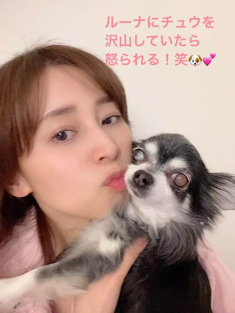 中野公美子のインスタグラム：「音ありで見てね！ ルーナにチュウを沢山したら 怒られる！笑🐶💕 怒っている姿も声も可愛い🥰  #チワワ #chihuahua #チュウ #怒られる #チワワ13歳 #kiss」