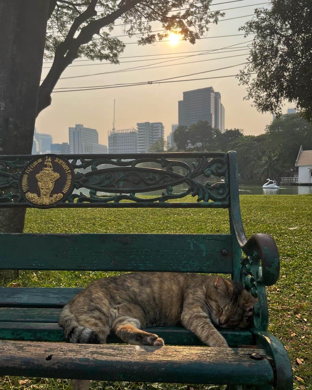 Inka Williamsのインスタグラム：「A couple of lazy cats」