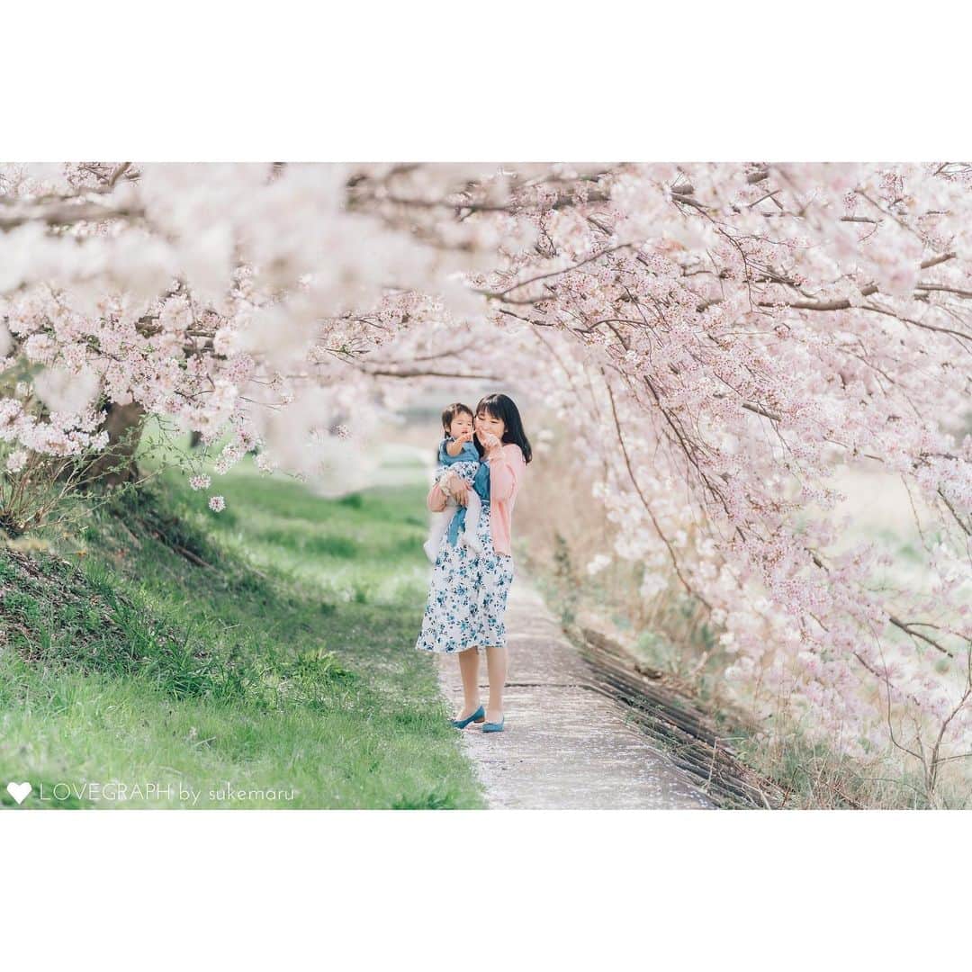 Lovegraph_Kids ラブグラフキッズさんのインスタグラム写真 - (Lovegraph_Kids ラブグラフキッズInstagram)「ㅤㅤㅤ東京は早くも桜の開花がされたようで🥹満開まであと少し…🌸✨ ㅤㅤㅤ 桜フォトあと少しご紹介します👨‍👩‍👧🌸 ㅤㅤㅤ 満開に合わせて撮影ご予約が集中します。今ご検討されている方は、できる限りお早めにご予約ください☺️🙇🏻🌸  ୨୧┈┈┈┈୨୧ ㅤㅤㅤ Lovegraphは出張撮影サービスです📸お誕生日や七五三、日常フォトなどさまざまなシーンをプロのカメラマンが撮影いたします☺️ ㅤㅤㅤ 撮影プランや料金詳細は @lovegraph_kids のプロフィールURLをご確認ください🌼 ㅤㅤㅤ ୨୧┈┈┈┈୨୧ ㅤㅤㅤ #ラブグラフ #Lovegraph #幸せな瞬間をもっと世界に #桜フォト #出張カメラマン」3月15日 19時53分 - lovegraph_kids