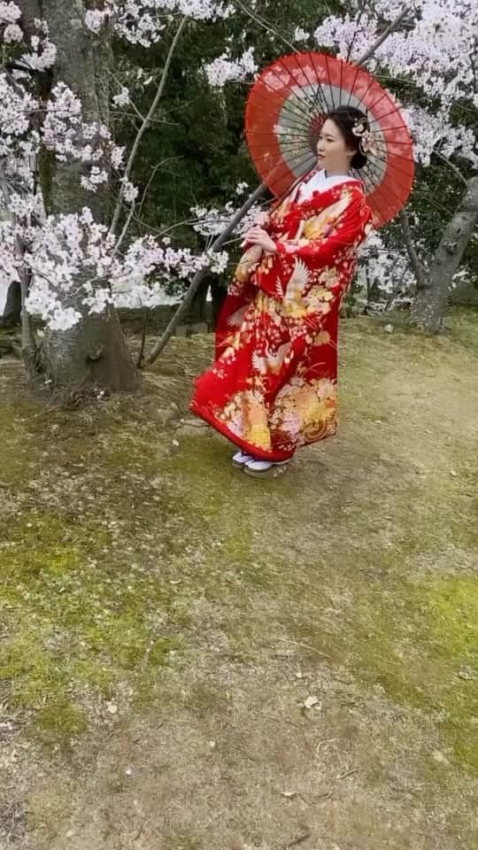 のインスタグラム：「. . . 桜photo ご予約受付中です🌸 . . 素敵なキャンペーンもしております* 詳しくは @daishin.sosha_wedding ←(プロフィールTOPのURLをtap!) に記載しております♡ . . ご質問はDMでも♡ . 皆様のお問い合わせお待ちしております🌸* #桜 #お花見  #2023秋婚 #2023夏婚」