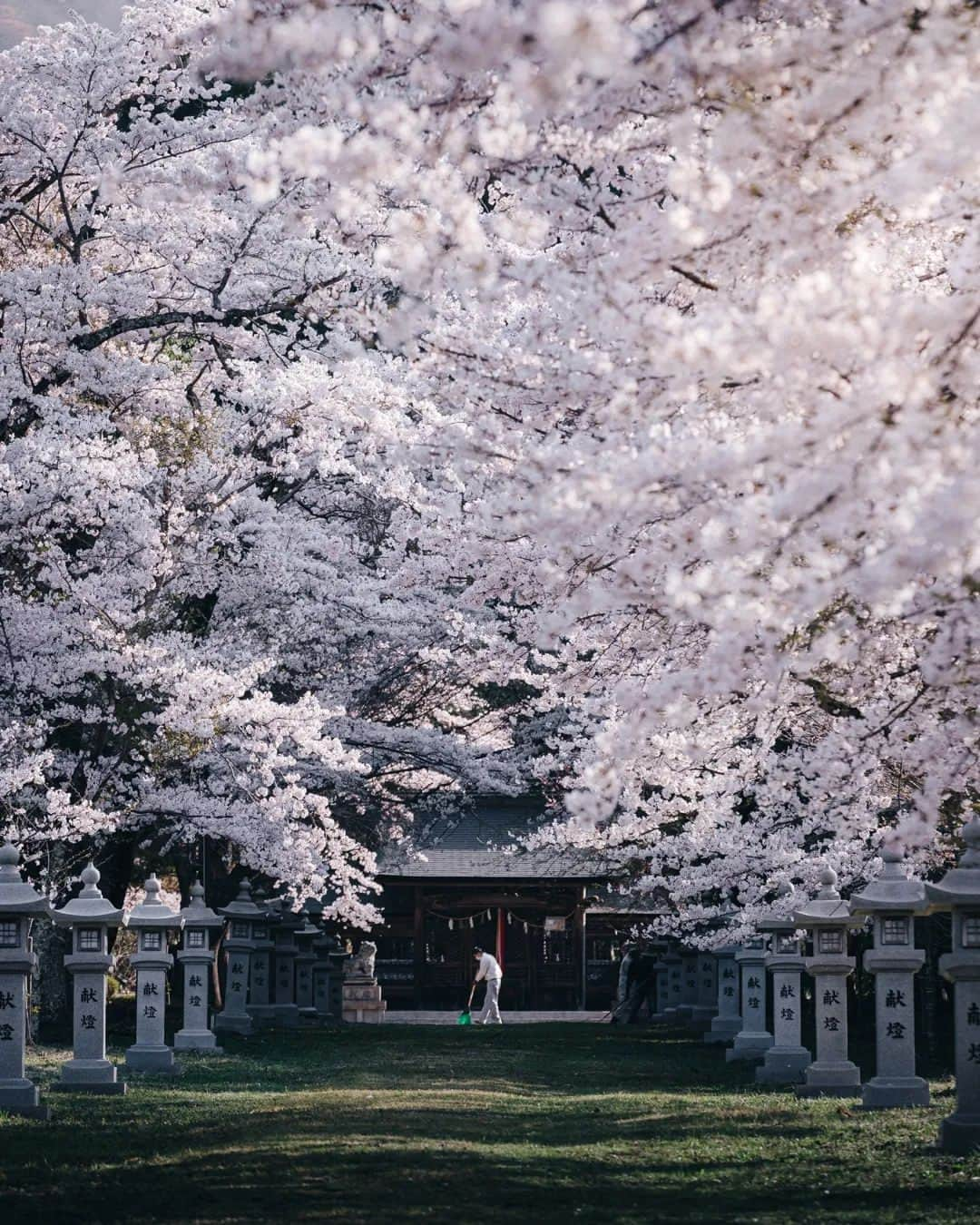 deepskyさんのインスタグラム写真 - (deepskyInstagram)「Sakura in Japan /日本の桜 . . #beautifuldestinations #cherryblossom #Sakura #Japan #kyoto #nara #osaka #travel #Photography #hypebeast #nature #earthpix #日本 #桜 #京都 #奈良」3月15日 20時08分 - _deepsky