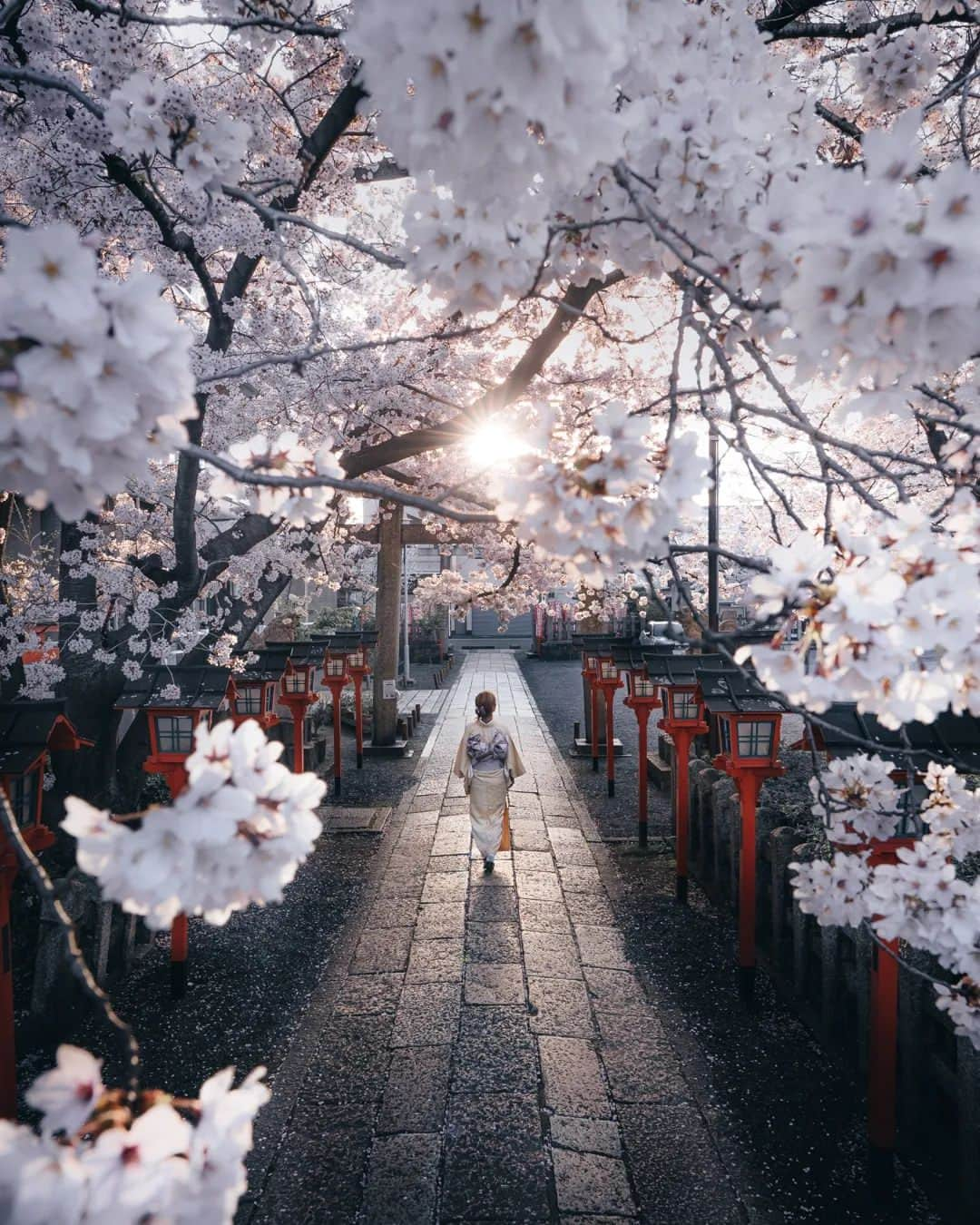 deepskyさんのインスタグラム写真 - (deepskyInstagram)「Sakura in Japan /日本の桜 . . #beautifuldestinations #cherryblossom #Sakura #Japan #kyoto #nara #osaka #travel #Photography #hypebeast #nature #earthpix #日本 #桜 #京都 #奈良」3月15日 20時08分 - _deepsky