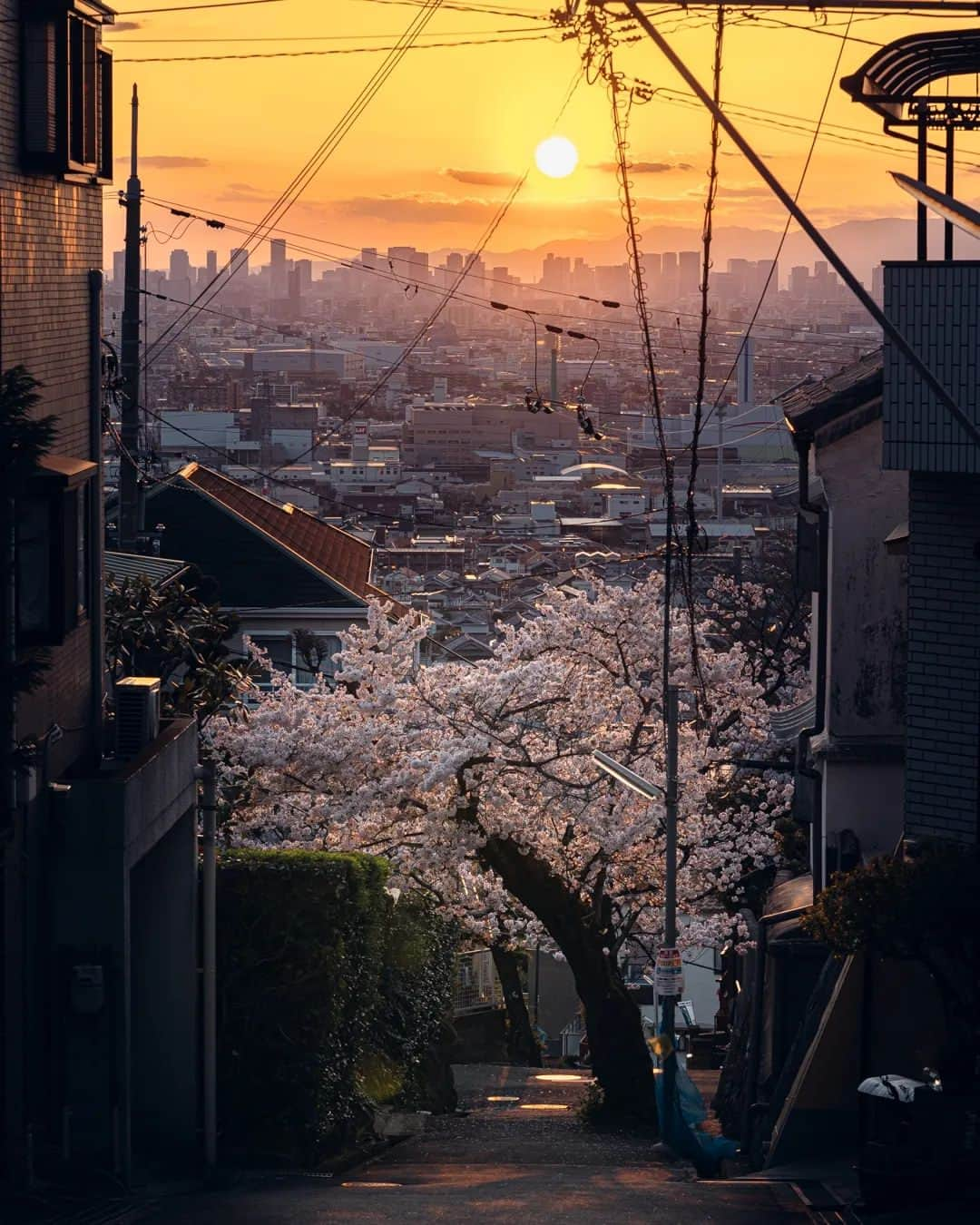 deepskyさんのインスタグラム写真 - (deepskyInstagram)「Sakura in Japan /日本の桜 . . #beautifuldestinations #cherryblossom #Sakura #Japan #kyoto #nara #osaka #travel #Photography #hypebeast #nature #earthpix #日本 #桜 #京都 #奈良」3月15日 20時08分 - _deepsky