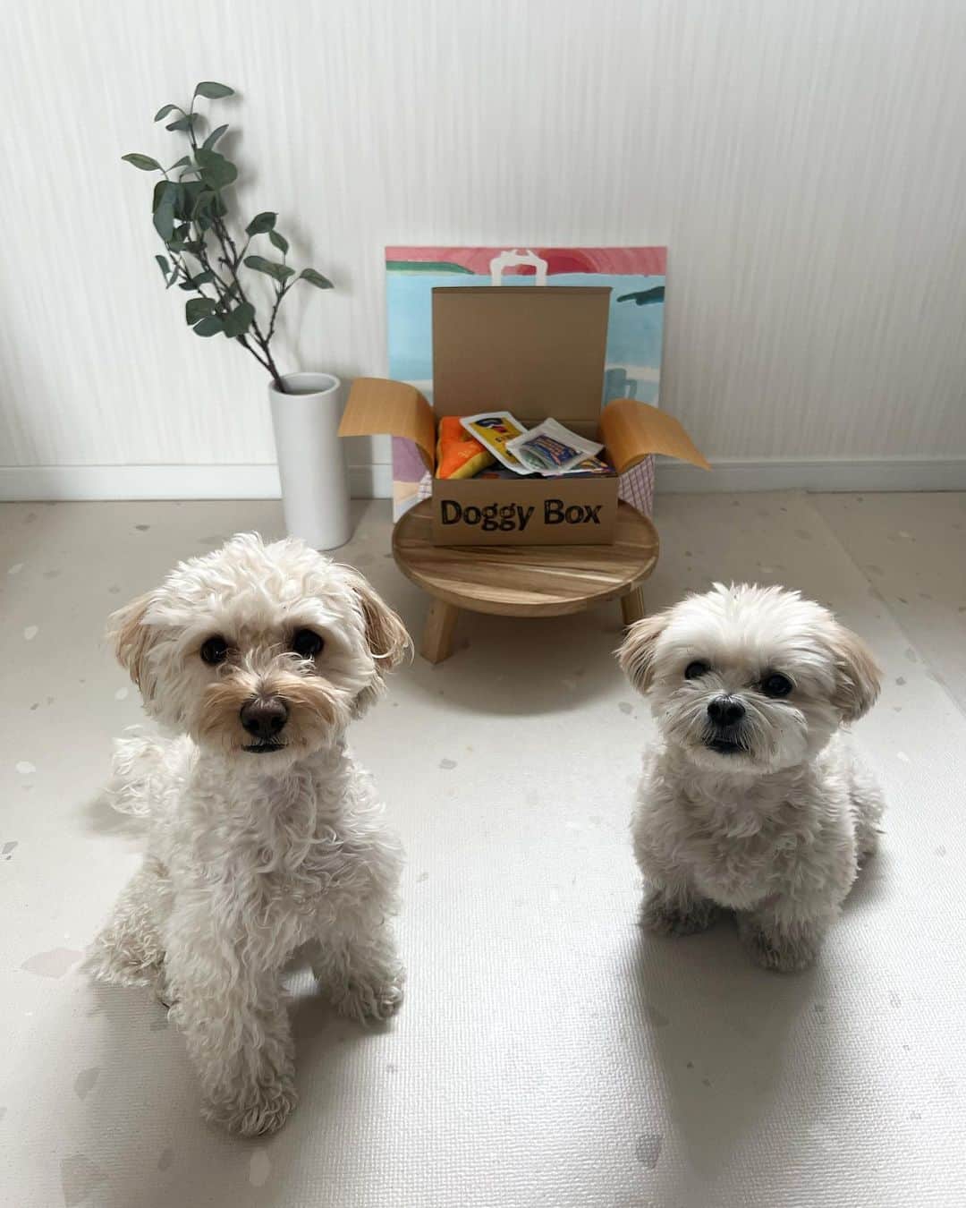山田菜々のインスタグラム：「お楽しみの @doggybox_jp 📦♡  今回はおもちゃとおやつと除菌スプレーが入ってたヨ❗️  おやつ美味しくってもうなくなりそうだヨ🍪 (動画もあるからみてね❤️‍🔥)  テーマは″Study study study″ ななちゃんと一緒にお勉強して賢くなるのだッ❤️‍🔥  ゆきちこまちより🐾  #doggybox #ドギボ #PR」