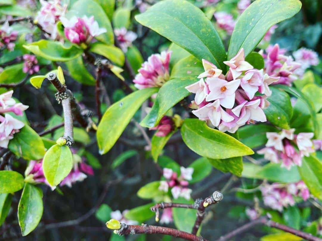 加納有沙のインスタグラム：「ねりけしの香りがするなぁ沈丁花。」