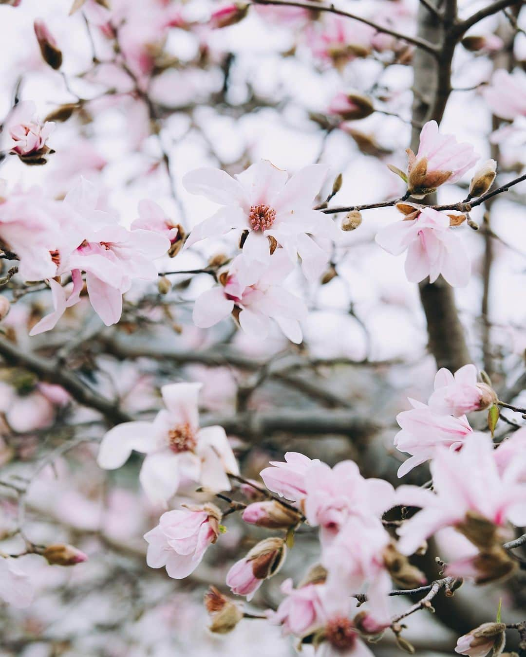 増田由希子さんのインスタグラム写真 - (増田由希子Instagram)「It’s magnolia season 🌸 #magnolia #magnolias #magnoliakobus  昨年よりも早く見頃を迎えたコブシの花。東京の桜も開花しましたね🌸」3月15日 20時24分 - nonihana_