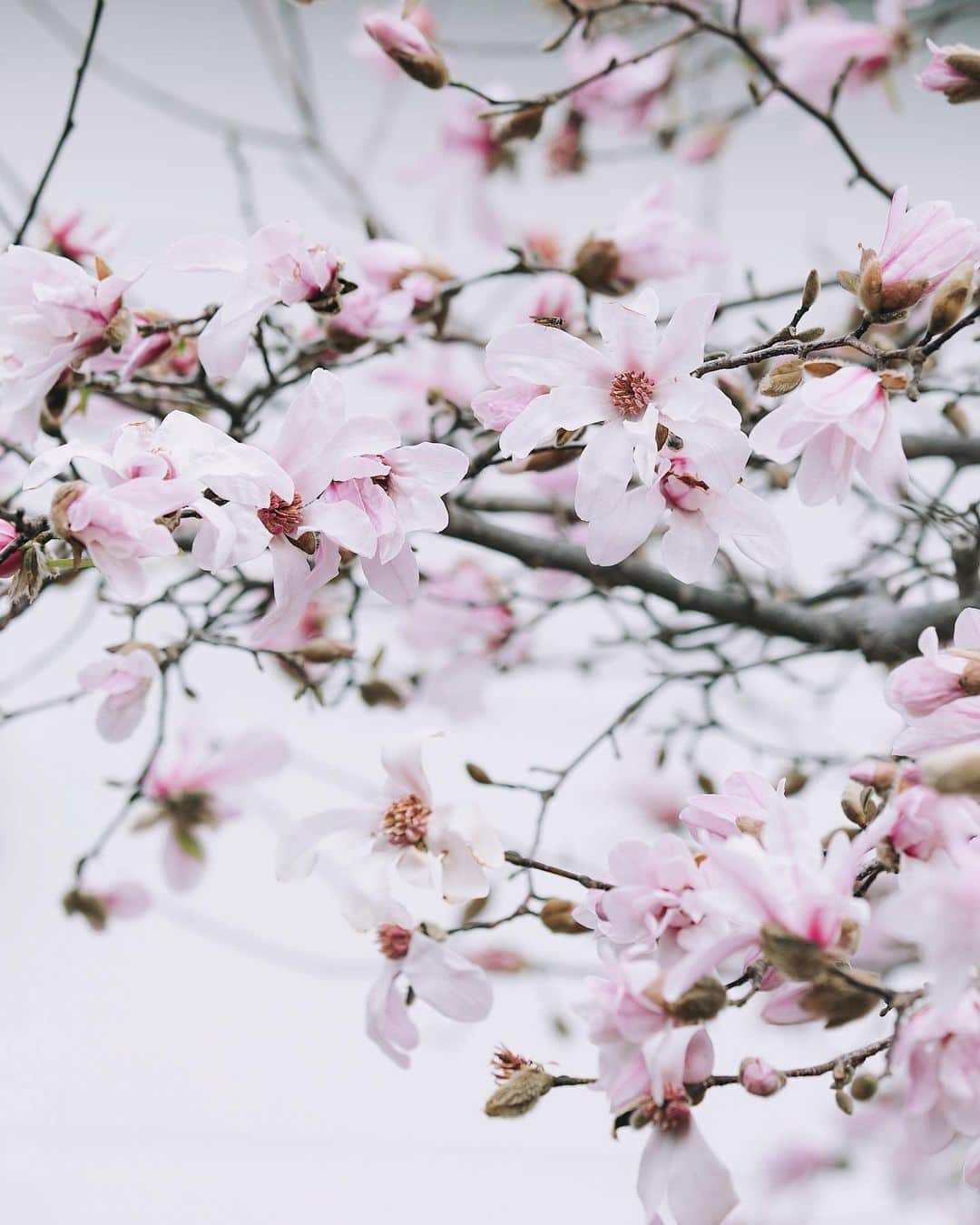 増田由希子さんのインスタグラム写真 - (増田由希子Instagram)「It’s magnolia season 🌸 #magnolia #magnolias #magnoliakobus  昨年よりも早く見頃を迎えたコブシの花。東京の桜も開花しましたね🌸」3月15日 20時24分 - nonihana_