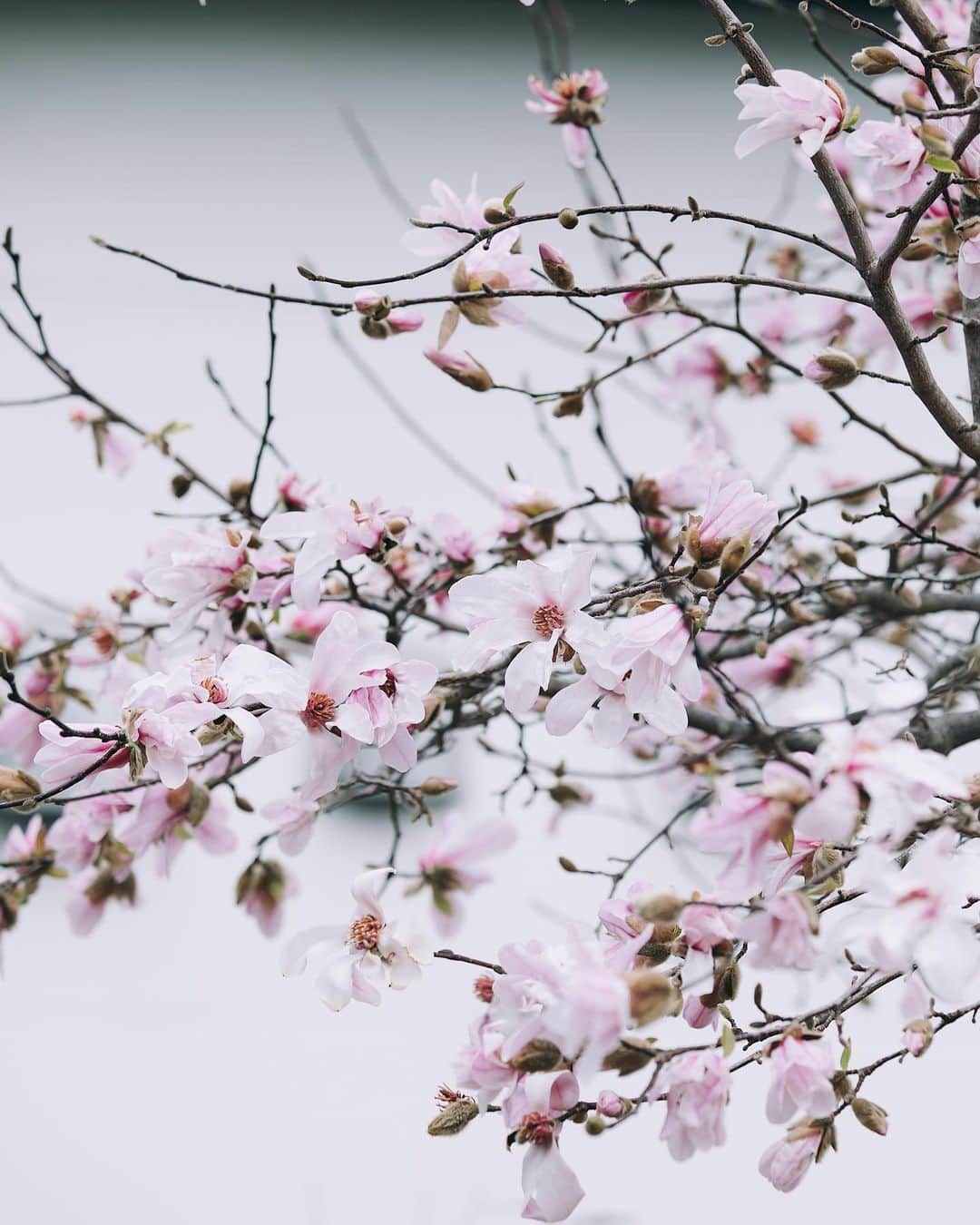 増田由希子さんのインスタグラム写真 - (増田由希子Instagram)「It’s magnolia season 🌸 #magnolia #magnolias #magnoliakobus  昨年よりも早く見頃を迎えたコブシの花。東京の桜も開花しましたね🌸」3月15日 20時24分 - nonihana_