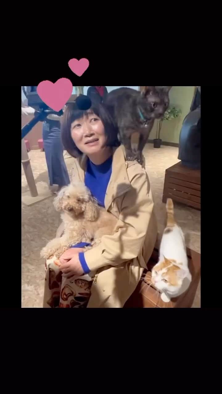 川村エミコのインスタグラム：「癒し。ただただ癒し。✨✨🧡🧡🧡🧡😭😭😭😭  かわいいー💕  ワンちゃん、猫ちゃん、いっぱい！  ✨🧡🧡🧡🧡🙌🙌🐕🐈🧡🧡🧡🧡」