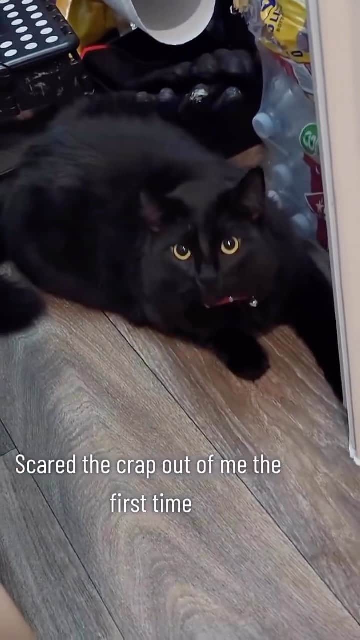 のインスタグラム：「That is the prettiest black cat I have ever seen 🥰😭🥺🥰💗😻😻  Credit: awesome mrs._medina (TikTok) Check them out ☺️  ** For all crediting issues and removals pls 𝐄𝐦𝐚𝐢𝐥 𝐮𝐬 ☺️  𝐍𝐨𝐭𝐞: we don’t own this video/pics, all rights go to their respective owners. If owner is not provided, tagged (meaning we couldn’t find who is the owner), 𝐩𝐥𝐬 𝐄𝐦𝐚𝐢𝐥 𝐮𝐬 with 𝐬𝐮𝐛𝐣𝐞𝐜𝐭 “𝐂𝐫𝐞𝐝𝐢𝐭 𝐈𝐬𝐬𝐮𝐞𝐬” and 𝐨𝐰𝐧𝐞𝐫 𝐰𝐢𝐥𝐥 𝐛𝐞 𝐭𝐚𝐠𝐠𝐞𝐝 𝐬𝐡𝐨𝐫𝐭𝐥𝐲 𝐚𝐟𝐭𝐞𝐫.  We have been building this community for over 6 years, but 𝐞𝐯𝐞𝐫𝐲 𝐫𝐞𝐩𝐨𝐫𝐭 𝐜𝐨𝐮𝐥𝐝 𝐠𝐞𝐭 𝐨𝐮𝐫 𝐩𝐚𝐠𝐞 𝐝𝐞𝐥𝐞𝐭𝐞𝐝, pls email us first. **  #sleepingkitty #instakitties #kittycuddles  #catladylife #catsareawesome  #catsareawesome #catsarelife #kittenlovers」