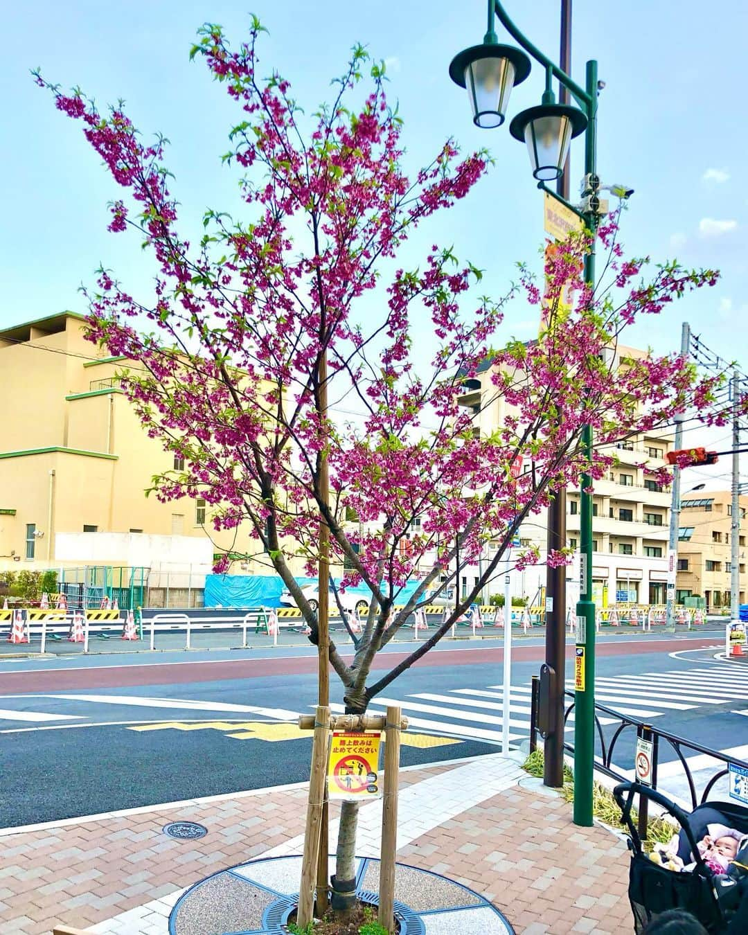 石井脩平さんのインスタグラム写真 - (石井脩平Instagram)「🌸 🌳 　 　　　そ　　　　　葉 　買　ろ　　　緑　桜 　い　そ　思　と　の 　足　ろ　い　ピ 　さ　ア　出　ン 　な　イ　す　ク 　や　ボ　　　で 　わ　ン 　 　 　 #花粉症 #この時期花粉の事で頭いっぱい #短歌 #五七五七七 か思たら #五八五八七やないか #字余り 　 　 #舞いあがれ #梅津貴司くんの影響 #デラシネ #八木のおっちゃんの影響 　 　 #河津桜 #静岡産の早咲きの桜 #下北沢に2本だけ存在する #石井調べ #北澤八幡神社 #東北沢駅前 　 　 #アイボン #ピンクと緑 #毎年この時期に買い足す #ほんで花粉症終わった頃には余ってる #何回繰り返すねんコレ #もうええわ 　 　 #ボクらの街下北沢」3月15日 21時03分 - presidentchan141