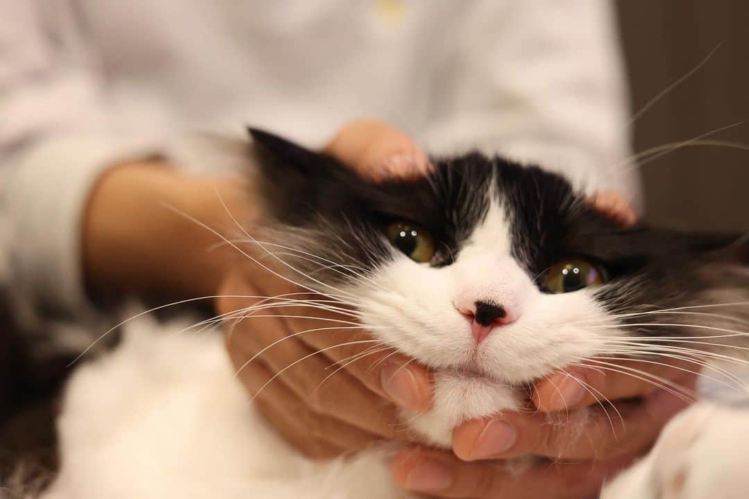 亜生さんのインスタグラム写真 - (亜生Instagram)「「猫の1日は人間の1週間」と聞いたことあります。 なので、できるだけ触っておきます！ #兆猛 #ハチワレ #1人ではしゃいで #足の爪がちょっと割れて #大落ち込み #必死にご機嫌をとりにいかせてもらってます」3月15日 21時11分 - aseihurricane