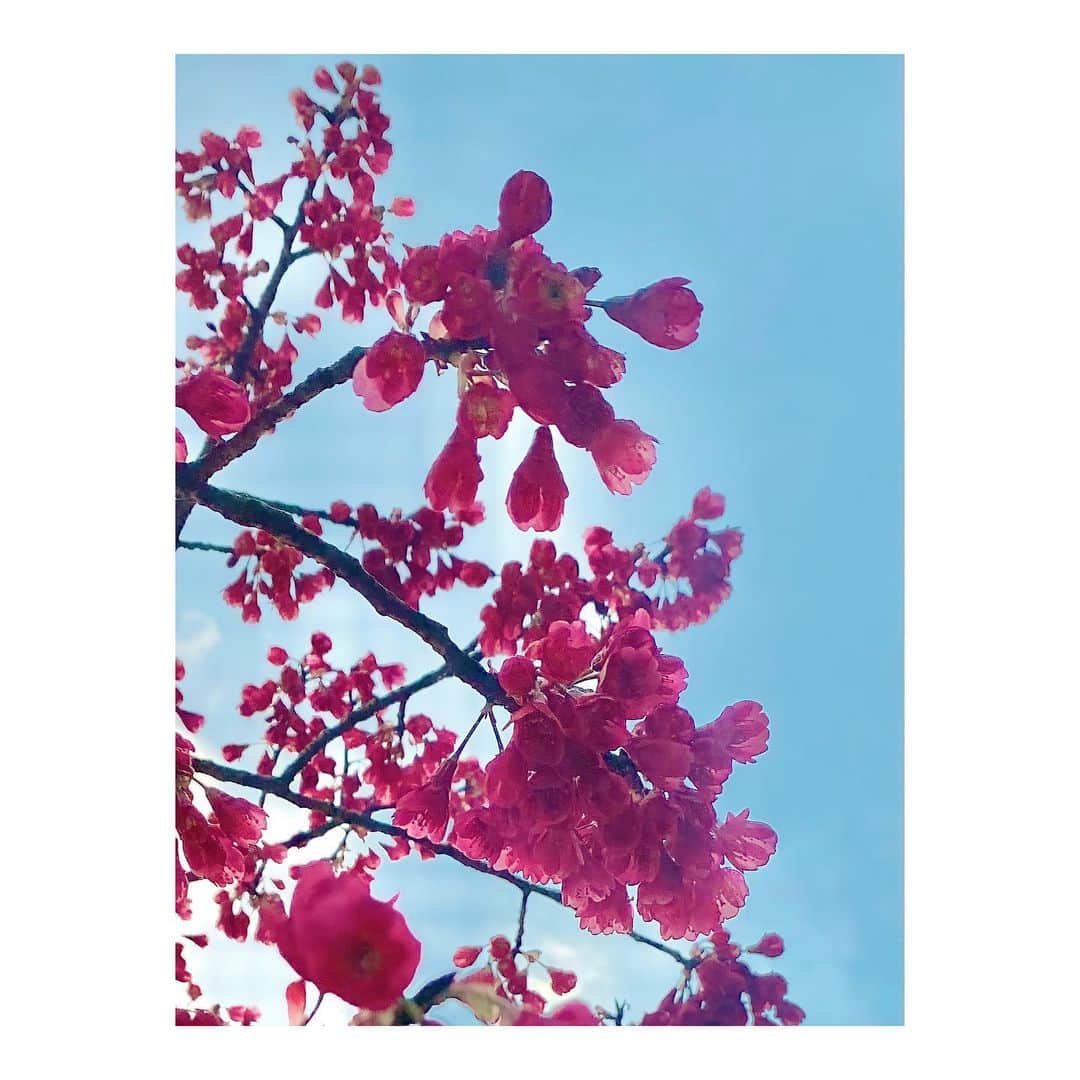 MINAのインスタグラム：「. いつかの春の📸 桜も咲いたらみたいなあ🌸 Japan is getting warmer little by little:)」
