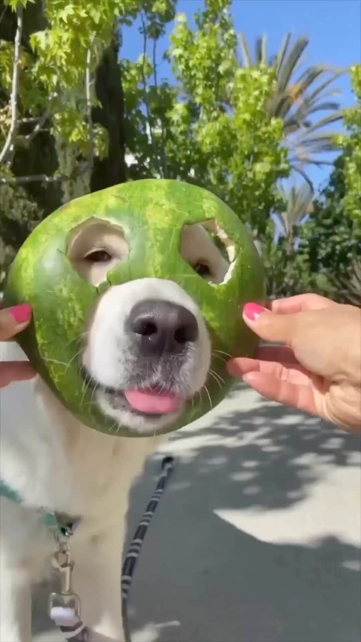 SHEINのインスタグラム：「She’s got a nose for mischief 😂 @ladyandtheblues  #SHEINinspo」