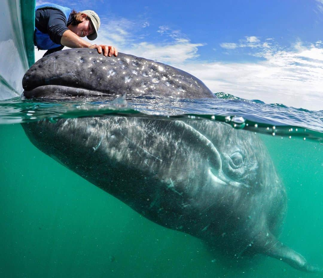 Thomas Peschakさんのインスタグラム写真 - (Thomas PeschakInstagram)「150 years ago in Baja California’s San Ignacio lagoon, gray whale mothers weaponized their powerful tail flukes to smash whaling boats while protecting their young calves. Despite their heroic actions, which earned them the name devilfish, more than 20,000 gray whales were killed in the region. Today the scene could not be more different and gray whales have made a remarkable comeback. Our relationship with these marine mammals also changed dramatically. In just a single century it went from being dominated by fear and violence to one of mutual curiosity. Today the descendants of the few whales that survived the whaling years off Baja swim up to boats filled with whale watching enthusiasts. Today in San Ignacio lagoon the whales are in charge and will often surface right next to visitors to have their heads scratched. These inter-species interactions first began to occur in the 1970s and this new type of whale culture is being passed on from mother to calf. Shot on assignment for @NatGeo Magazine with @maresmexicanos and @swimcyclerundog #baja #mexico #whales #sanignaciolagoon #nikonambassador @nikoneurope」4月14日 2時05分 - thomaspeschak