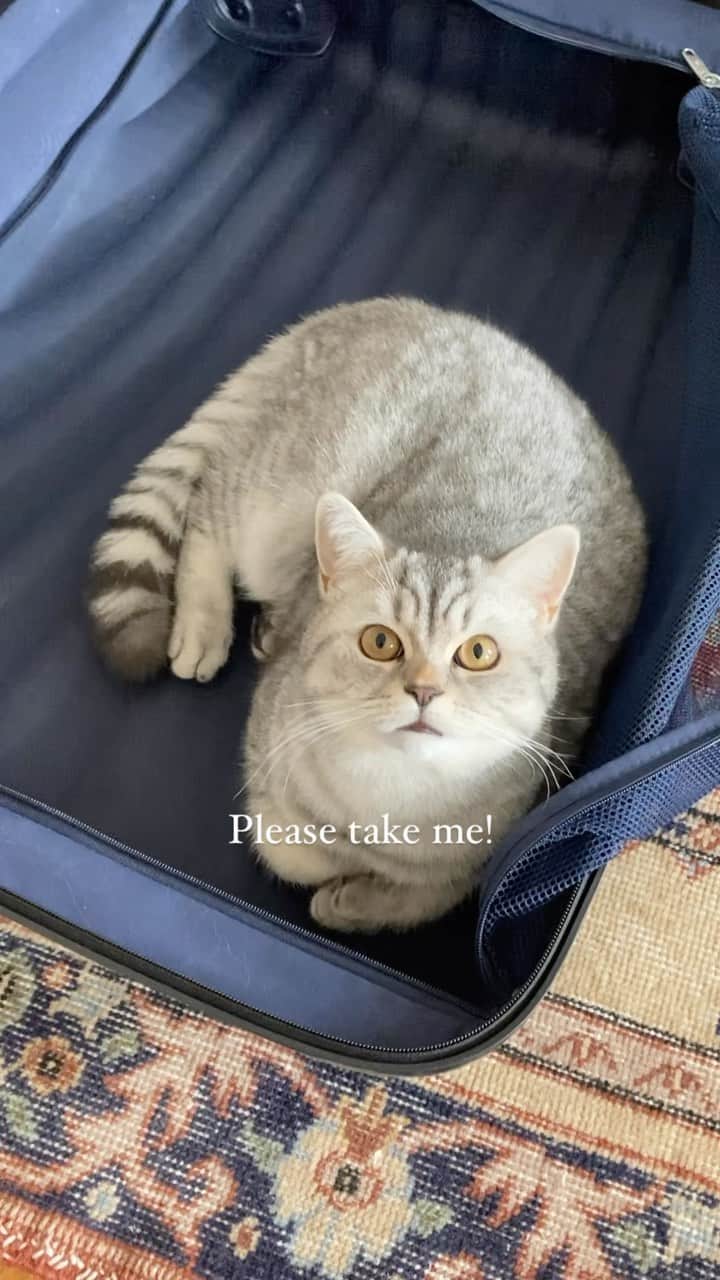 catinberlinのインスタグラム：「Not going anywhere but the suitcase was out and someone thought we are leaving him behind. 😆 Do you take your cats with you? 🙀 catinberlin.com  #catinberlin #cats #catvacation #katze #catstagram #catsofinstagram #pets #petsofinstagram #funny #lovecats #animals #cat  #cute #adorable #weeklyfluff #reel #reels #reelsinstagram #reelsvideo #funny」