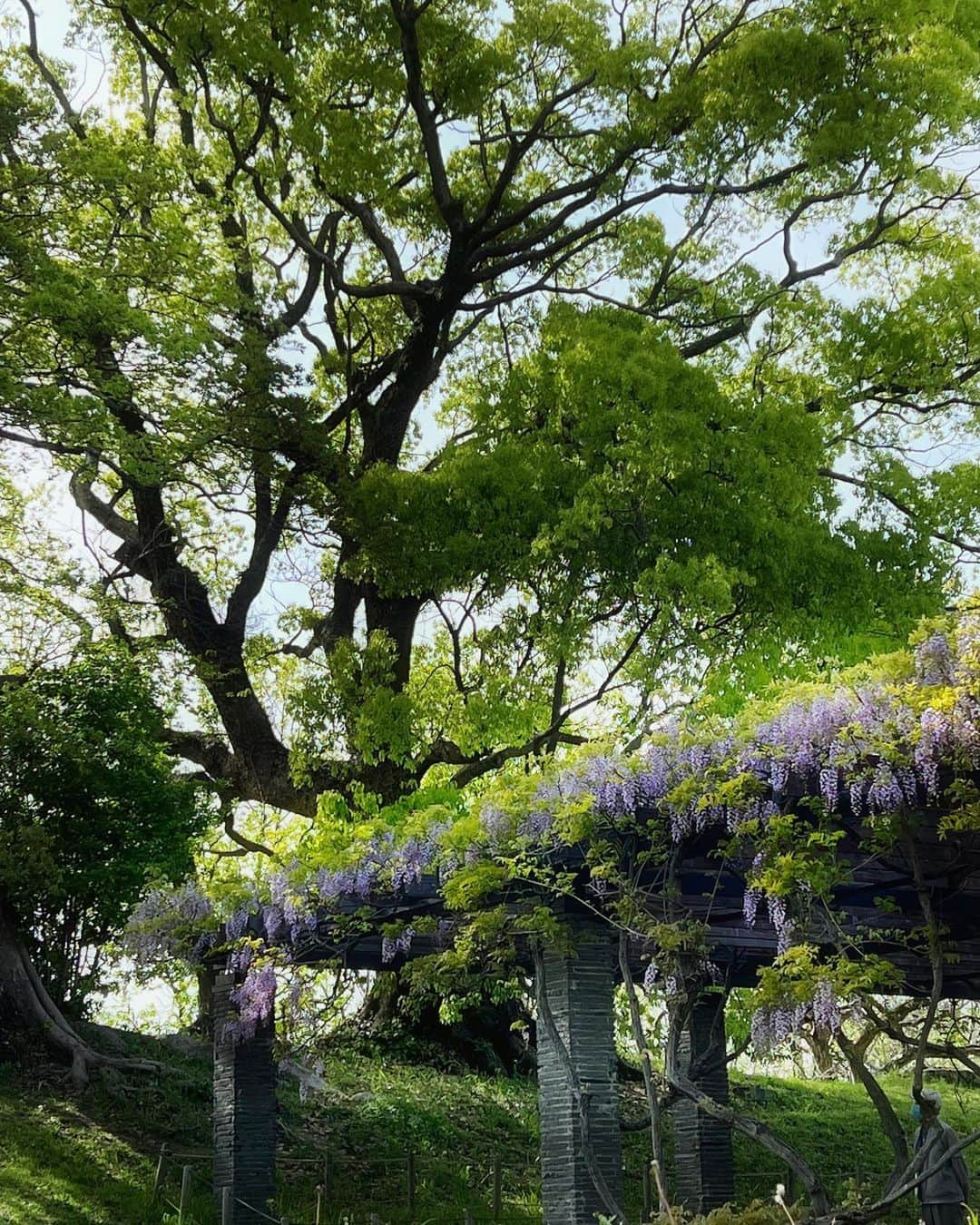 sunday_722さんのインスタグラム写真 - (sunday_722Instagram)「⁡ * * wisteria 藤の花 今年は本当に 駆け足で追いかけてる 藤棚も 散り始めていた * Device: iPhone13pro * * #wisteria #藤 #ShotOniPhone13pro #日本の春 #streetphotographyinternational #worldmobilephotography #fivesixmag #9minimal7 #streetphotographer #street_minimal #tv_pointofview #ShotOniPhone #fukuokapics #floweroftheday #exklusive_shot #igresjp #instagramjapan #ig_photooftheday #mwjp #gominimalmag #indies_gram #mobiography #thesmartview #jj_mobilephotography #mobgraphyworld」4月14日 0時41分 - sunday_722