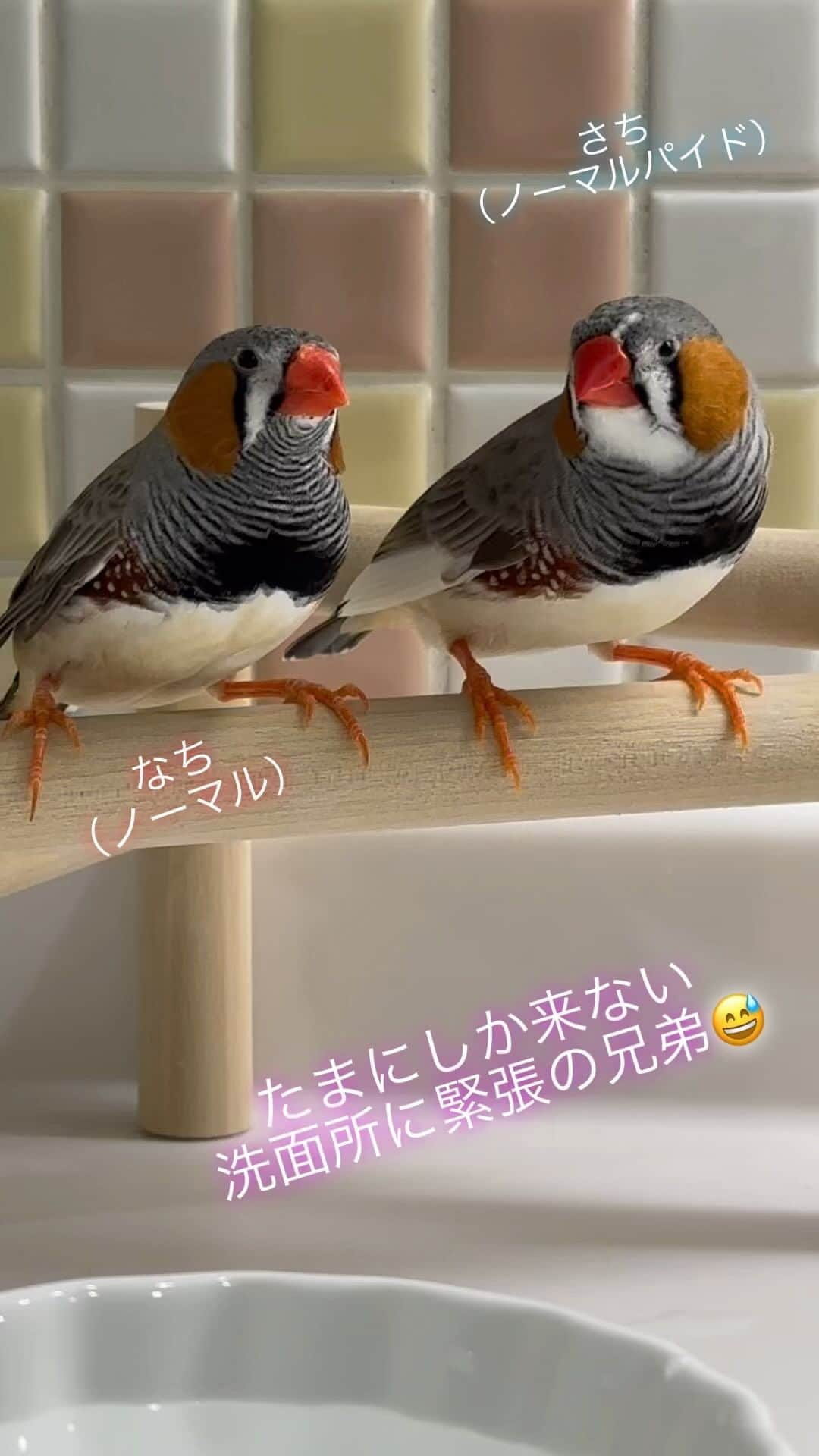 norikoのインスタグラム：「2023/04/14 さち☆なち ＊ 鳥かご掃除で洗面所に連れて来た さちなち😊  さち「おいら、なっちがいないとダメなんだじぇーー」 なち「はいはい」 ☆ ☆ #キンカチョウノーマル #キンカチョウノーマルパイド #チェスナットフランクホワイトキンカ #キンカチョウフォーン #キンカチョウ #キンカチョウ好きな人と繋がりたい #錦華鳥 #zebrafinch  #鳥のいる生活  #鳥のいる暮らし #鳥好きな人と繋がりたい  #キンカ」