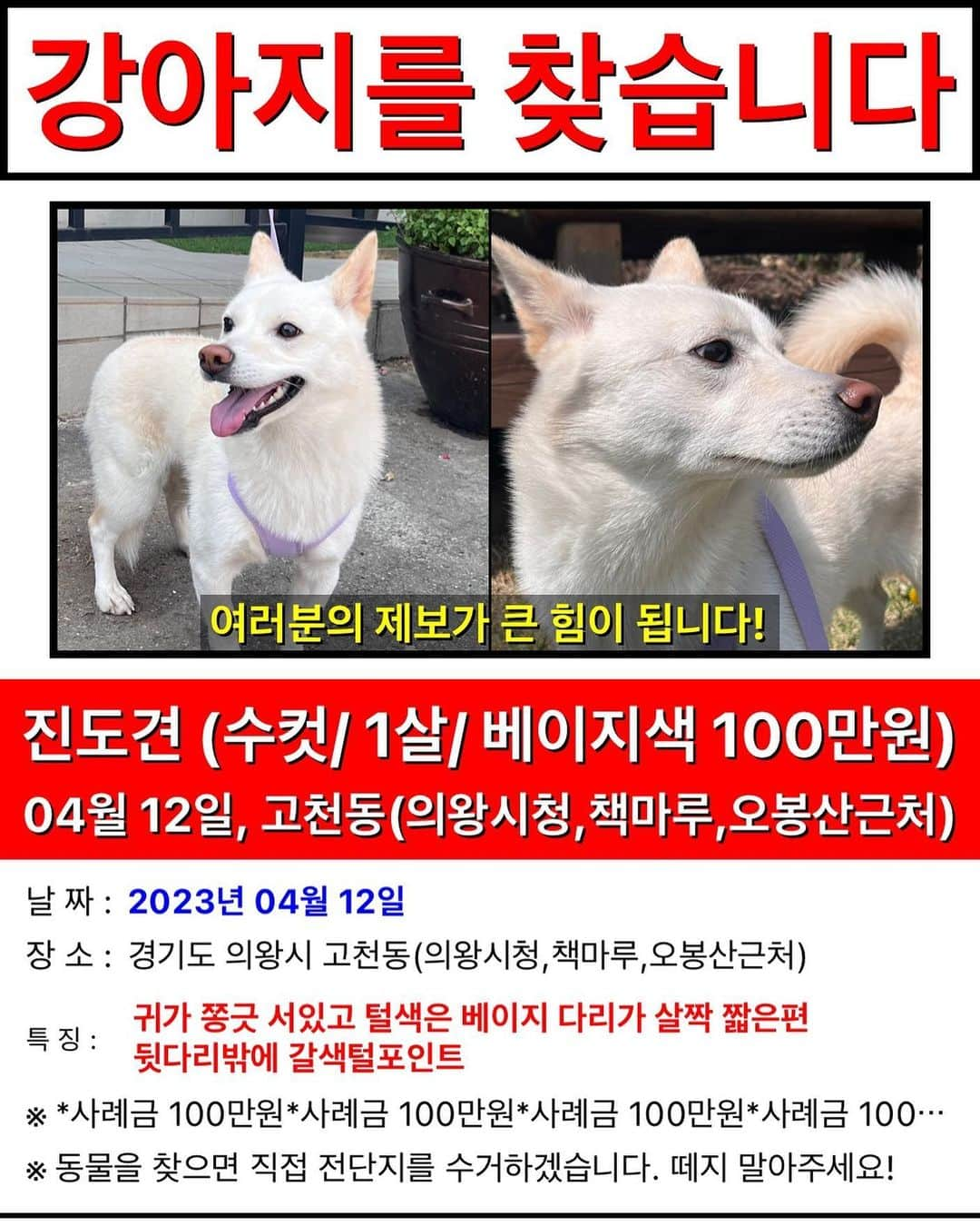 スジン のインスタグラム：「🆘공유 부탁드립니다🆘(사례금 100만원) 4월 12일 목요일 오후 7시 30분 쯤 의왕시 고천동(의왕시청, 책마루 근처)에서 반려견을 잃어버렸습니다. 진도믹스견/13kg/ 수컷/이름 : 누누 찾으시거나 목격하신 분은 꼭 좀 연락주시면 감사하겠습니다. *사례금 100만원 꼭 드리겠습니다 번호는 010-7601-9690 이나 010-5005-0871으로 연락부타드립니다🙏🏻🙏🏻」