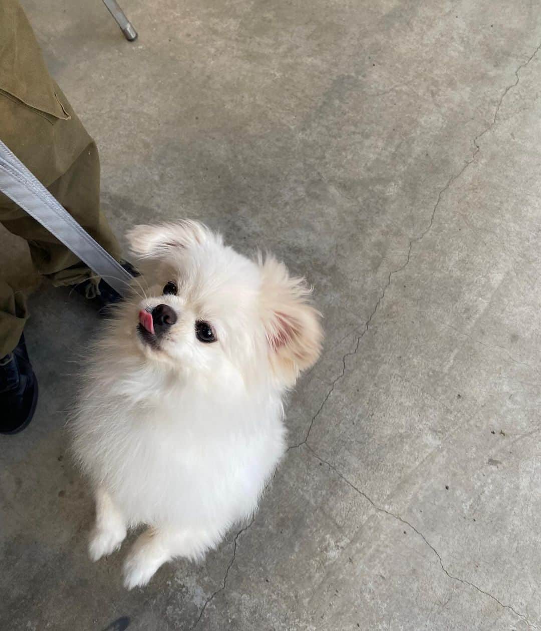 つるのインスタグラム