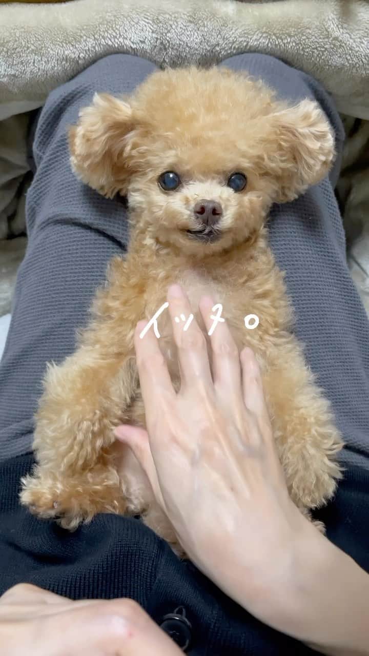 ふわのインスタグラム：「イッヌ。  #toypoodle#dogsofinstagram   #toypoodle#dogsofinstagram#toypoodlegram#doglover#doglife#instadog#cutedog#dog#fuwamama#ふわ#トイプードル#ふわもこ部#犬バカ部#親バカ部#犬のいる暮らし#いぬすたぐらむ#イッヌ」