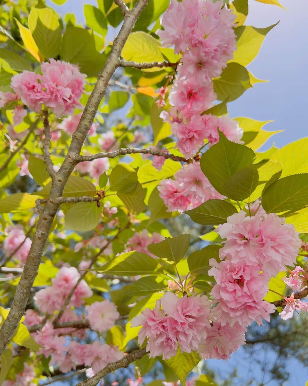 岡部亜紀さんのインスタグラム写真 - (岡部亜紀Instagram)「八重桜 まだ咲いてた💗」4月13日 17時19分 - akiokabe