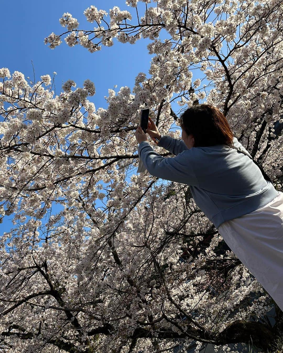 ムッシュピエールさんのインスタグラム写真 - (ムッシュピエールInstagram)「気づけば梅の花のまま更新してなかったざますよ。ってことで少し前の京都の桜。今年は長ーく楽しめましたよね。  #京都 #桜　#白川　#蹴上インクライン」4月13日 17時54分 - m.pierr
