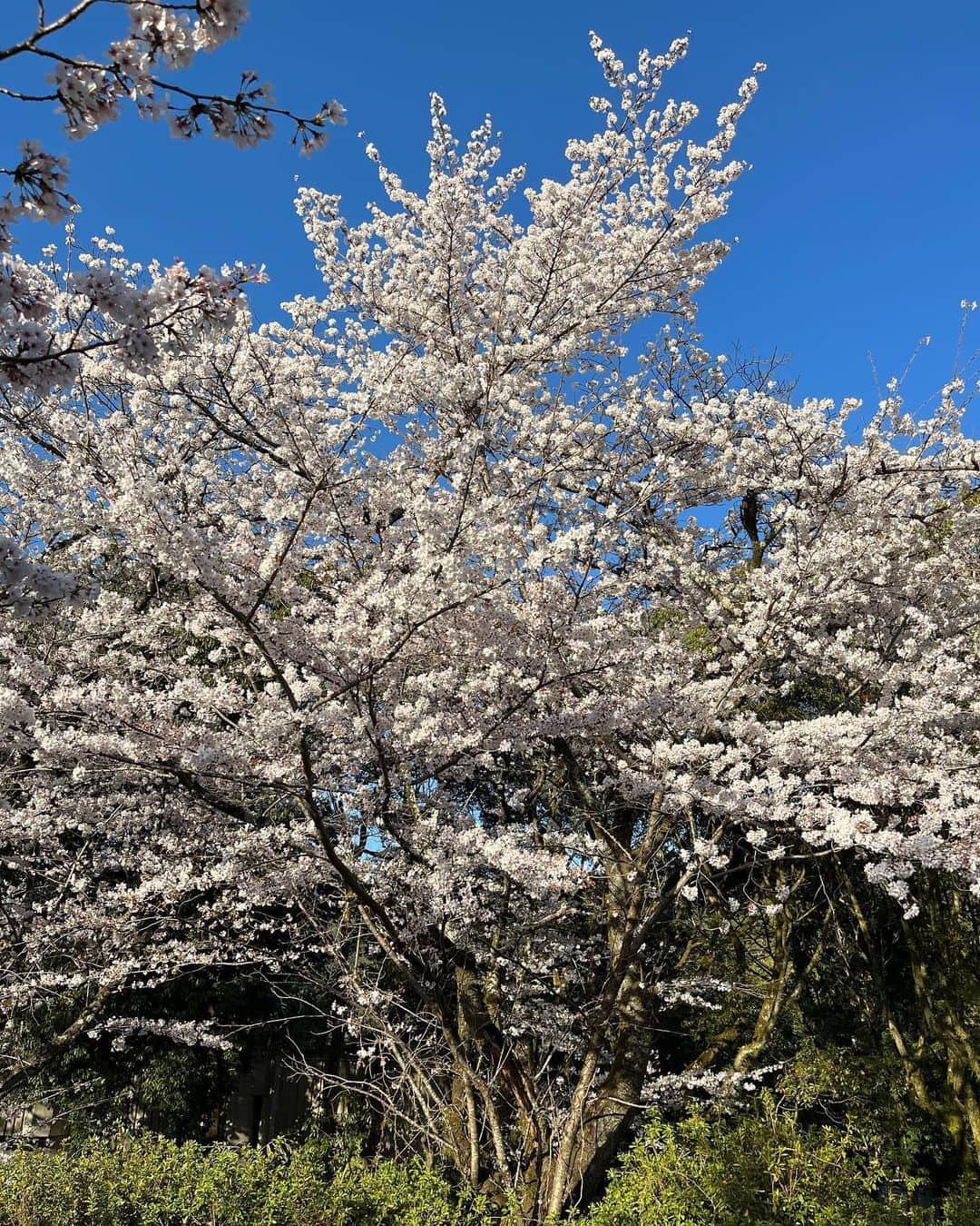 ムッシュピエールさんのインスタグラム写真 - (ムッシュピエールInstagram)「気づけば梅の花のまま更新してなかったざますよ。ってことで少し前の京都の桜。今年は長ーく楽しめましたよね。  #京都 #桜　#白川　#蹴上インクライン」4月13日 17時54分 - m.pierr
