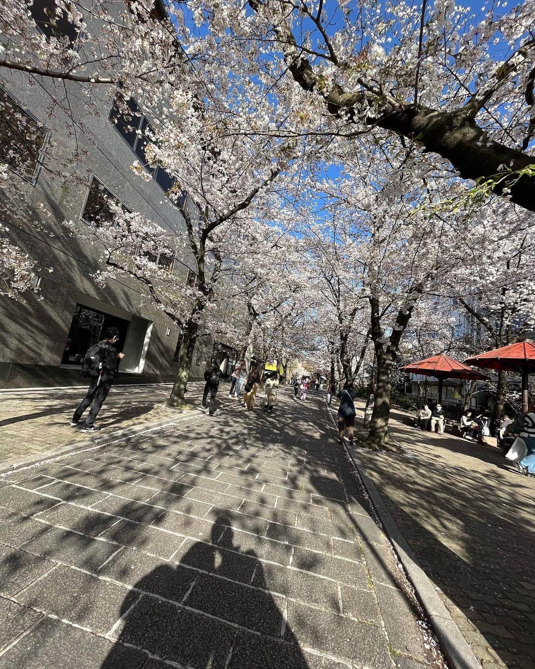 ムッシュピエールのインスタグラム：「気づけば梅の花のまま更新してなかったざますよ。ってことで少し前の京都の桜。今年は長ーく楽しめましたよね。  #京都 #桜　#白川　#蹴上インクライン」