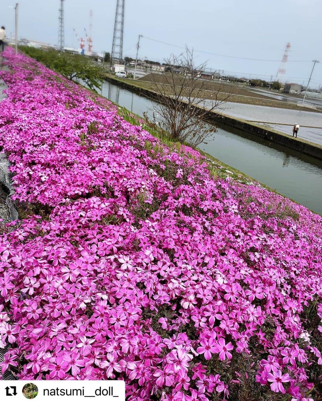 西条市さんのインスタグラム写真 - (西条市Instagram)「鮮やかな芝桜！まだまだ春を楽しめそうです🌸  #サクラ #桜 #桜スポット #西条桜 #ehime #shikoku #禎瑞 #芝桜   #Repost @natsumi__doll_ with @use.repost ・・・ picのみで上げてしまいました😅 ひょうたん池に行った日に1番に☝️行った所です。少し早く全体的には咲いていませんでしたが少し残る桜🌸🌸🌸も辛うじて写るのを載せてみました。後半は 山本牧場に行った後に寄った場所のボツ写真です。😅関連性なくてごめんなさい ※沢山撮ると、皆さんと同じ様な物もあるかとは思いますが、良いと思った自分の目で見たオリジナルのものなので載せる事にしました。😌 #lovesaijo  #禎瑞の芝桜  #西条が好き #海賊フォト #愛媛桜フォトコン2023  #愛媛さんぽ  #ehimesanpo  #お写んぽ #愛媛カメラ部」4月13日 18時18分 - lovesaijo