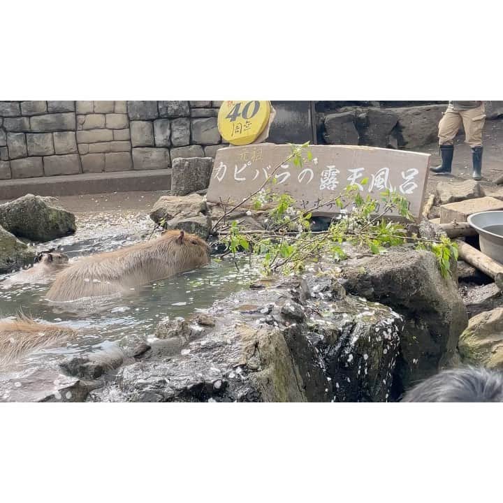 のインスタグラム：「カピバラさんの温泉♨️ 桜風呂🌸やったけど風呂より何より 端から猛スピードで桜を食べるカピバラさんw  カピバラさんにもおやつ♥️  以上！伊東旅行の思い出達でした！  #伊豆シャボテン動物公園  #カワウソ #おやつあげずにはいられない #伊東旅行 #伊東温泉」