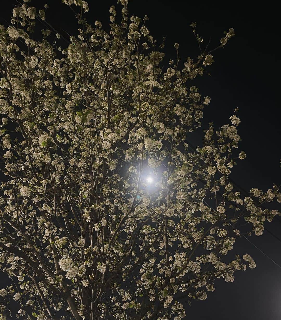 のインスタグラム：「Arigato!  Some followers told me their recommended food and spots in NY, but unfortunately I'm already back to Japan!  However please tell me you guys' favorite places, shops, restaurants more and more because I want to go there again♡  The cherry blossoms in NY were in full bloom!! Full moon and full bloom🌕🌸  普通になってきちゃ、慣れてしまったらあかんこと、今朝改めて。何をしようかね、我々は。」