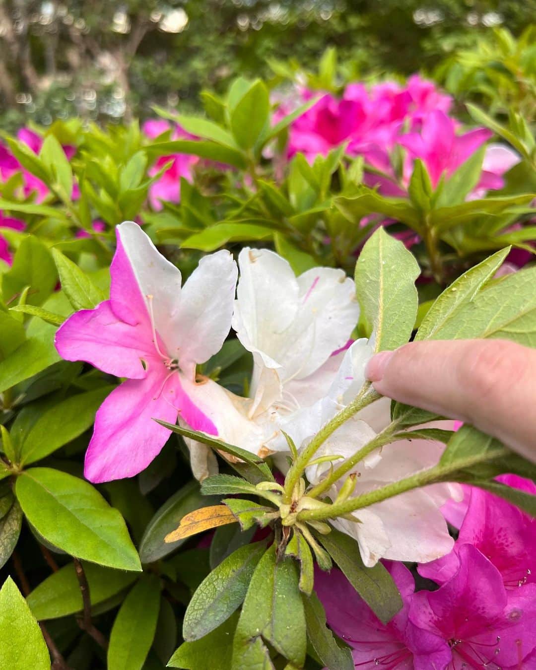 中澤裕子のインスタグラム：「💐💐  見て！ ピンクと白のハーフcolorの つつじ。 娘が歩いていて、  「見てっ！」  と見つけました。  初めて見たよ。 なんか、うれしくなりました。  今日は一日、眠かった、、、 感は取り戻した🍱 今夜はちゃんと眠ろう。 カラダに毒だ🤣」