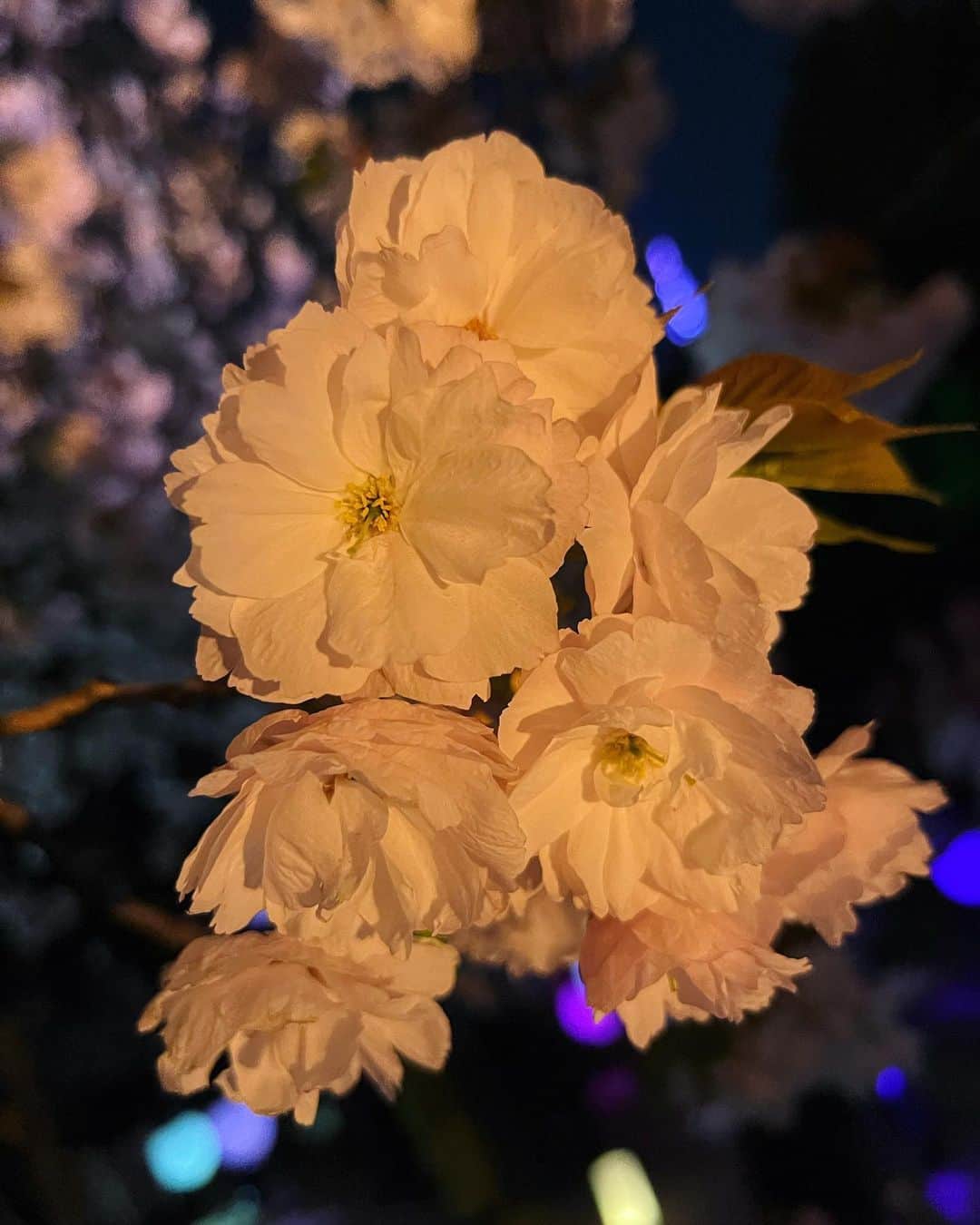 齊藤京子さんのインスタグラム写真 - (齊藤京子Instagram)「🪄🌸 ライトアップされた夜桜は本当に素晴らしかった。」4月13日 18時52分 - saitokyoko_official