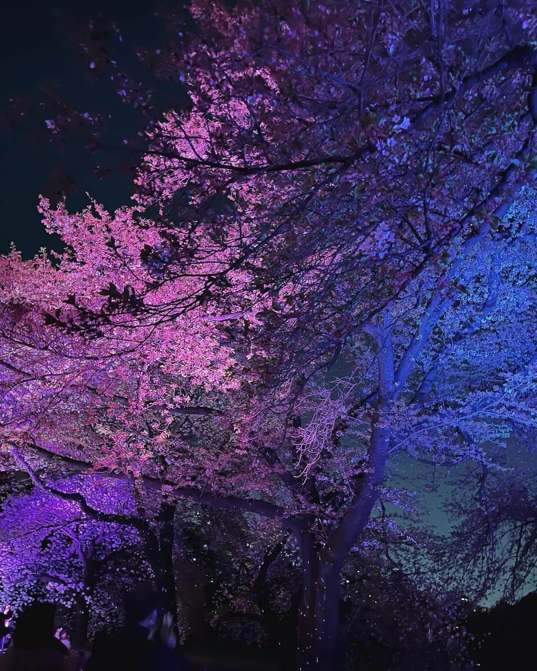 齊藤京子のインスタグラム：「🪄🌸 ライトアップされた夜桜は本当に素晴らしかった。」