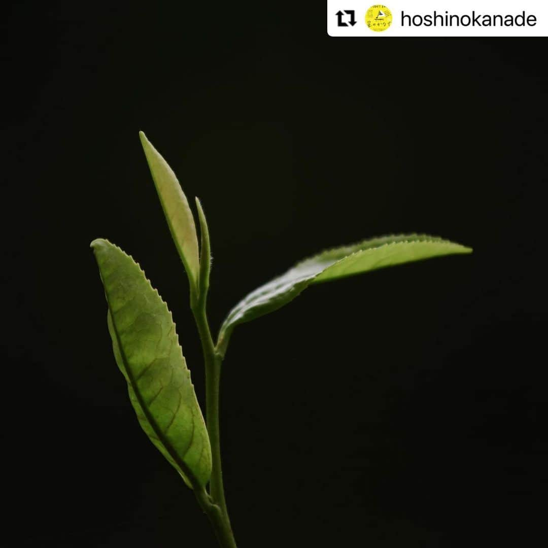 cafezakkagallery-flagさんのインスタグラム写真 - (cafezakkagallery-flagInstagram)「#Repost @hoshinokanade with @use.repost ・・・ 星のかなで2023-出店者-  4/22(土)10:00-17:00 大阪府枚方市駅前ニッペパーク岡東中央公園 FREE LIVE:コトリンゴ　@kotringo717  HIRAKU YAMAMOTO @hirakuyamamoto   goods&cafe shizuku @goods_cafe.shizuku0601  maison de BLANC ET NOIR＋shiho @blanc_et_noir_2012 @shiho.morioka_  & decor  @robe_decor___  Un petit atelier  @___.unpetitatelier.___  嘉兵衛本舗 @kaheehonpo  SANPA食堂 @sanpa_shokudo   焙煎と珈琲 織の花 @orinohana_coffee @orinohana_cacao  吉野園茶舗 @yoshinoentyaho  tocohana ceramics×atha @tocohana_ceramics  okyan＋amigirl @okyan_plus @amigirl_official  THE HOTANI CRAFT @the_hotani_craft  #星のかなで #星のかなで2023 #大阪フェス #大阪ミュージッククラフト #フードマーケット #野外イベント #枚方市 #コトリンゴ #HIRAKUYAMAMOTO」4月13日 18時53分 - flagcafe