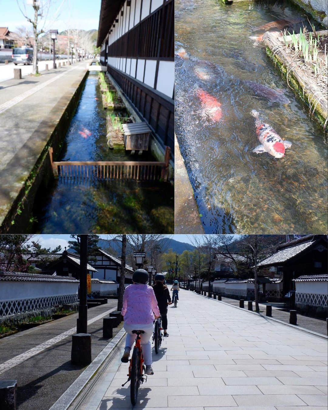 かおしさんのインスタグラム写真 - (かおしInstagram)「2023/3/22〜23 #かおし旅 #かおし島根旅行   バタバタし過ぎて空いてしまったけれど、津和野旅の記録の続きを。  ランチの後は、 #津和野体験ゆーな さんのアクティビティに参加。 電動自転車に乗って津和野の原風景を巡るサイクリングガイドツアーを楽しんできました🚲 #津和野百景図 に描かれたシーンを実際に訪れ、絵と景色を見比べていくのですが、昔のまま残っている箇所も多く、歴史や文化がリアルに感じられて感動…🥹 桜の咲き始めの頃だったので、景色も綺麗だし、気温もちょうど良くて最高の時間でした👏  坂道をのぼってたどり着いた#太皷谷稲成神社 は、日本五大稲荷のひとつに数えられる神社⛩ 津和野の街が一望できる場所にあり、それがあまりにも素晴らしい景色なので、「来てよかったー！」と叫びたくなりました🤭 約1000本並ぶ鳥居のトンネルも壮観です⛩✨  ちなみに太皷谷稲成神社は、願望成就の「成」をとって、「稲荷」ではなく「稲成」と表記されています。 200円で売られているお供えのお揚げを買ってお詣りをしてきました🦊 お願い事、叶いますように🙏  このサイクリングツアーは3時間コースなのですが、電動自転車なのでほぼ疲れ無しでした👏 結構な距離を移動できるし、車では見落としてしまうような景色も楽しめ、津和野の歴史や文化を学ぶこともできるので、個人的にめちゃくちゃオススメです😆  サイクリングを楽しんだ後は、お宿へ…🤎  @tsuwano_kanko_tourism @yuna_tsuwano  @yutorelo_tsuwano  #津和野観光協会 #津和野体験yuna #ゆとりろ津和野 #アクティビティ #津和野町 #津和野観光 #津和野旅行 #萩津和野 #igersjp #島根旅行 #島根県 #島根観光 #tsuwano #tsuwanotrip #shimane #shimanetrip #pr #旅行好きな人と繋がりたい」4月13日 18時55分 - cao_life