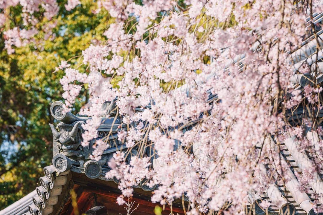 京都いいとこフォトさんのインスタグラム写真 - (京都いいとこフォトInstagram)「. 宇治川沿いに佇む恵心院。 ここには日本三大桜の一つ、三春滝桜の子桜が植えられています。 親桜に負けない見事な枝ぶりで、滝のように花を垂らしていました。 . Eshinin Temple is located along the Uji River. Here is planted a child cherry tree of the Miharu Takizakura, one of the three most famous cherry trees in Japan. The branches were as magnificent as the parent cherry tree, and the blossoms hung down like a waterfall. . Date:2023.3.28 Location:#恵心院 #eshinin Photo:@iharalba .」4月13日 19時07分 - kyoto_iitoko